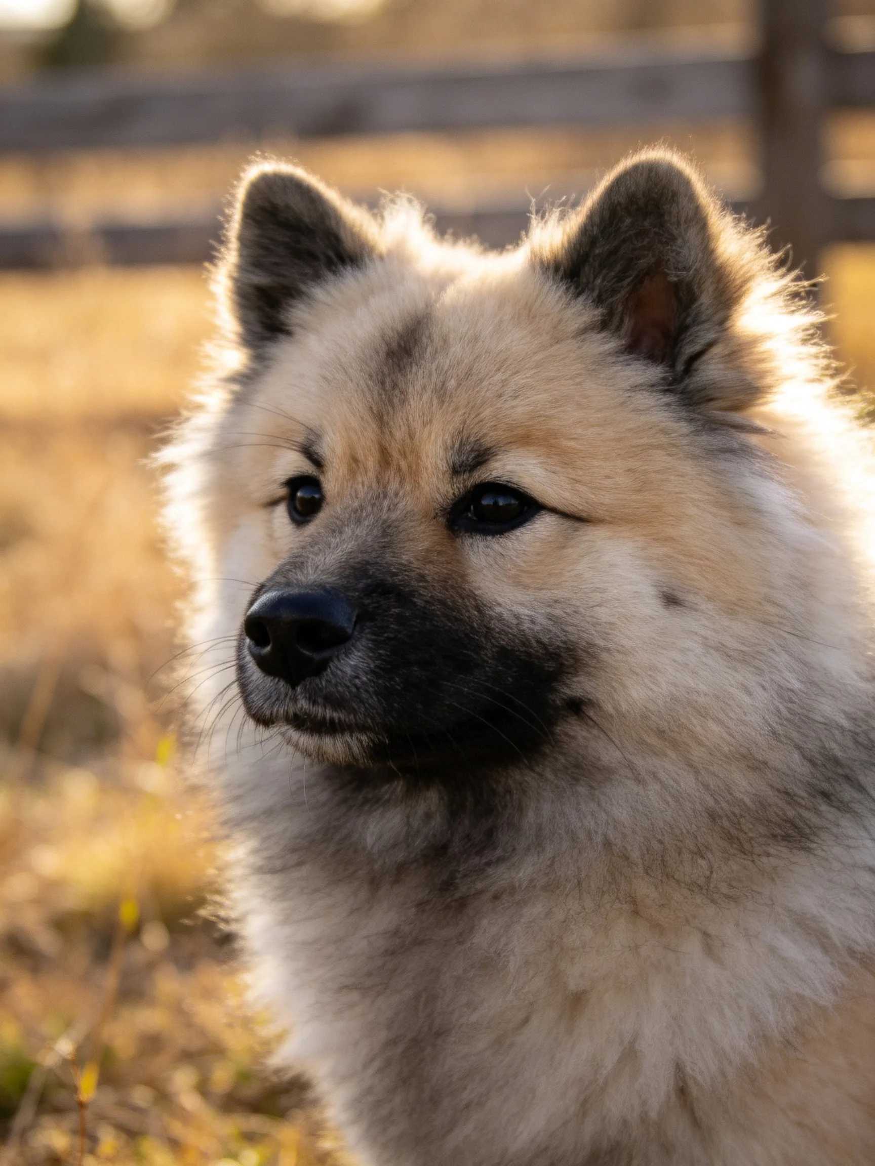 A fluffy dog with dark facial markings stands near a wooden fence outdoors.