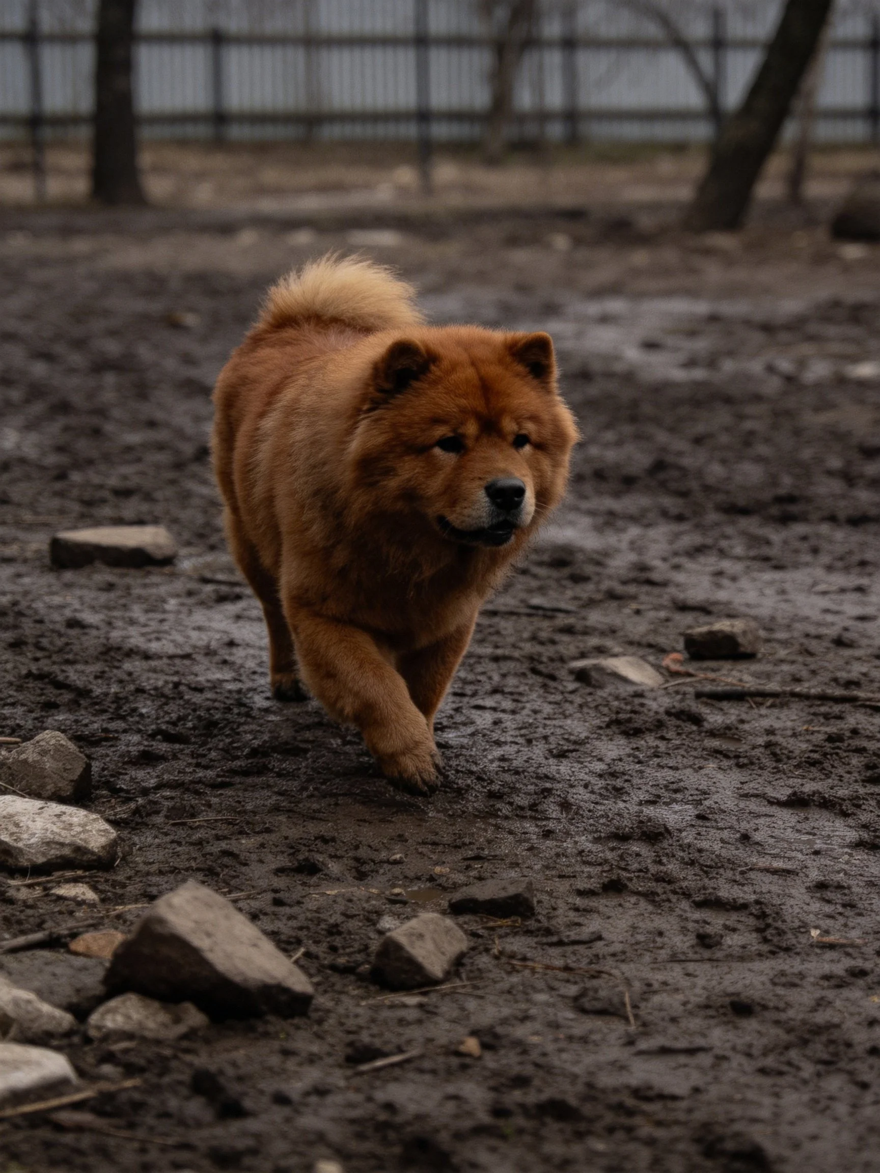 A fluffy reddish-brown Chow walks on muddy ground with scattered stones