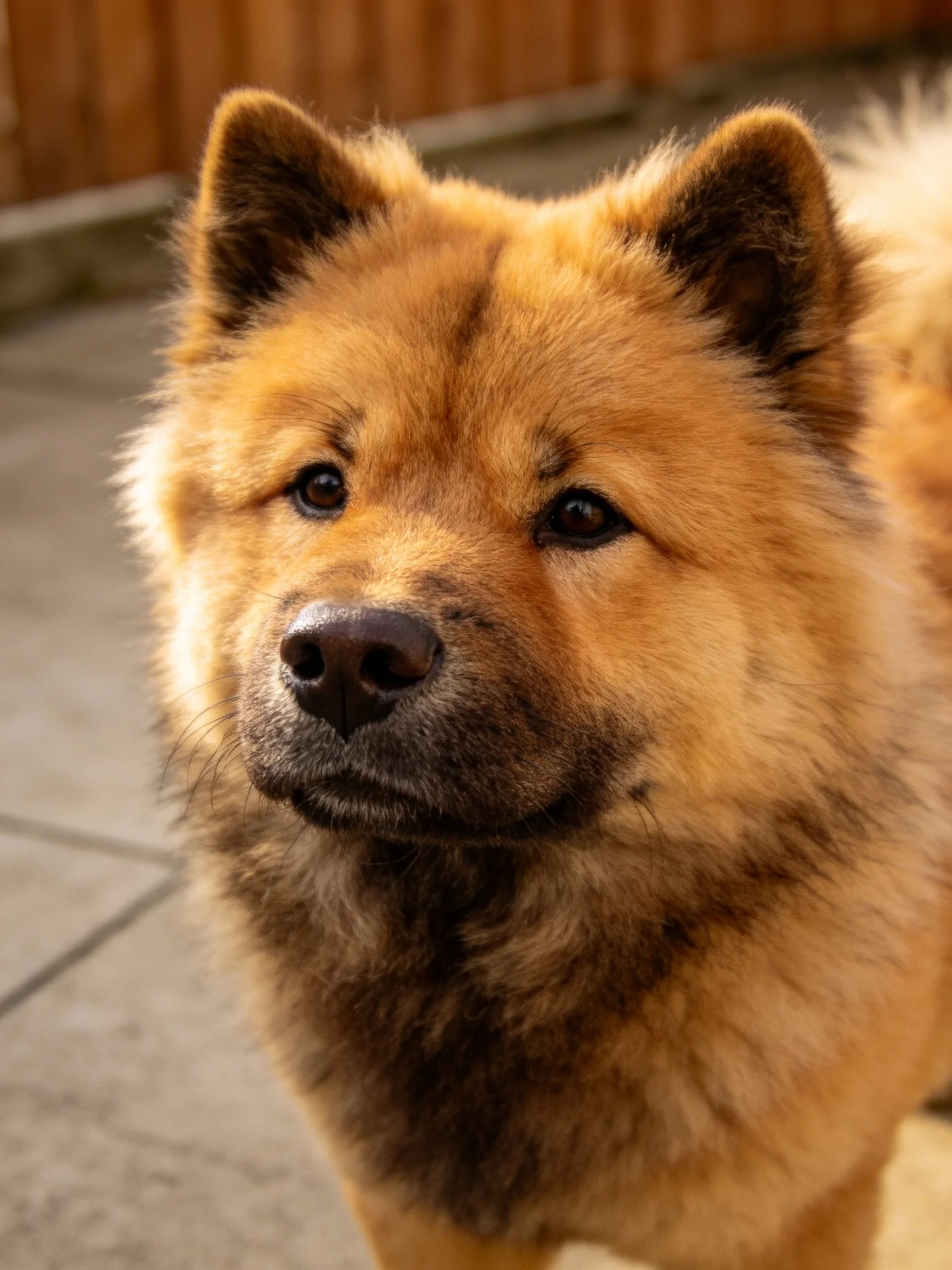 A fluffy tan Chow dog with dark ears and nose