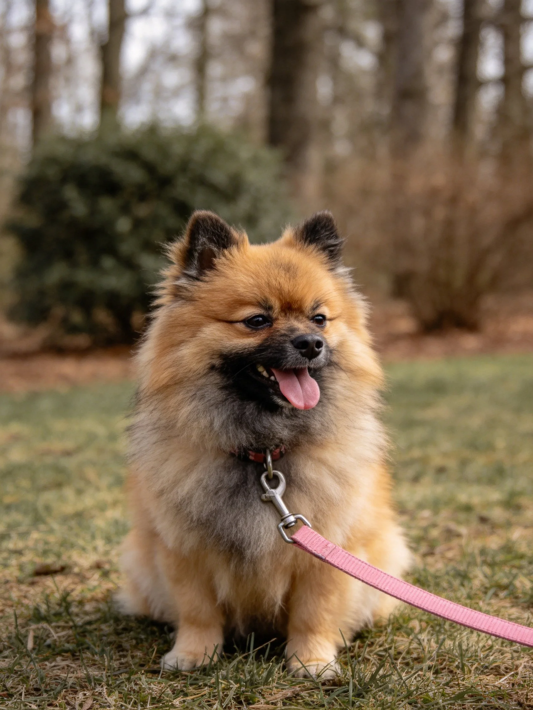 A fluffy tan Pomeranian sits calmly on grass in an outdoor setting.