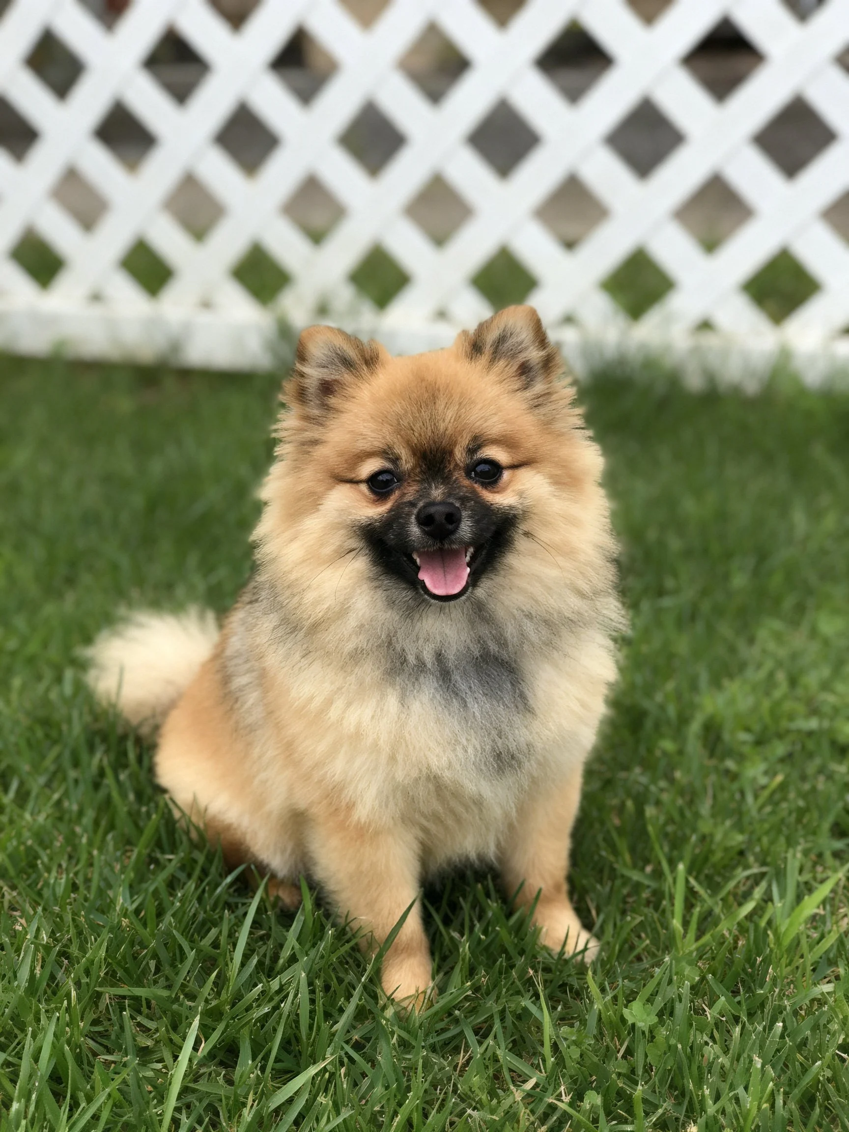 A fluffy tan Pomeranian sits happily on green grass with a white lattice fence behind.