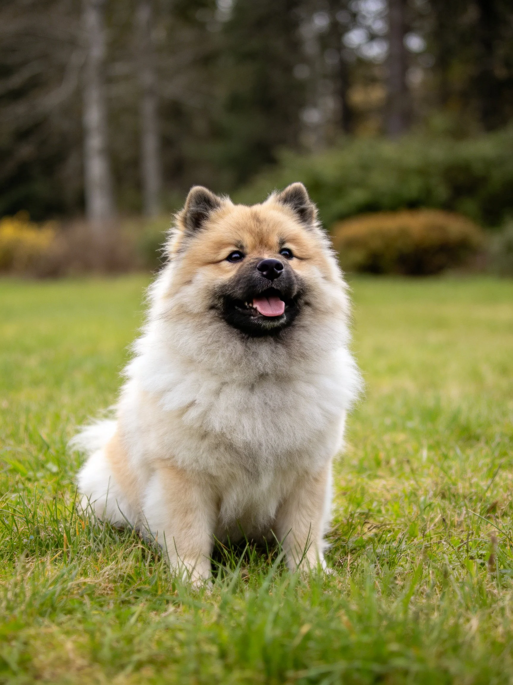 A fluffy tan and white dog sits happily on green grass outdoors.