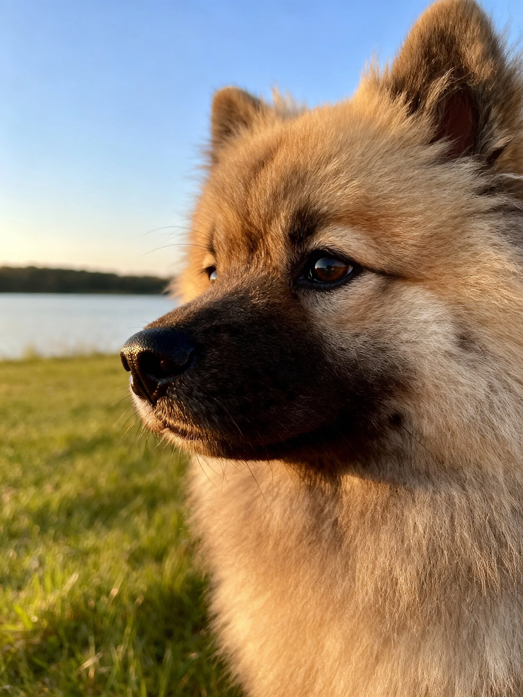 A fluffy tan dog gazes toward a serene lakeside landscape