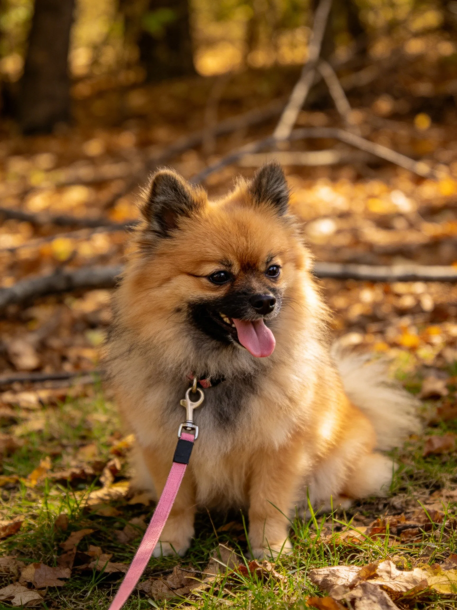 A fluffy tan dog rests among autumn leaves with a pink leash in a wooded area.