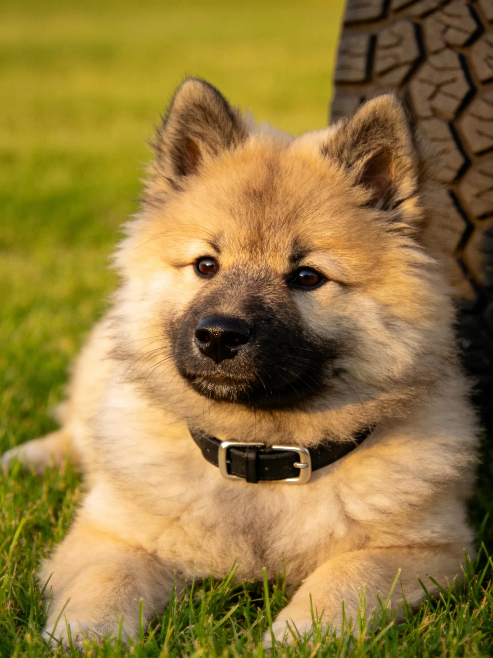 A fluffy tan puppy lies on grass beside a large tire in a sunlit outdoor area.