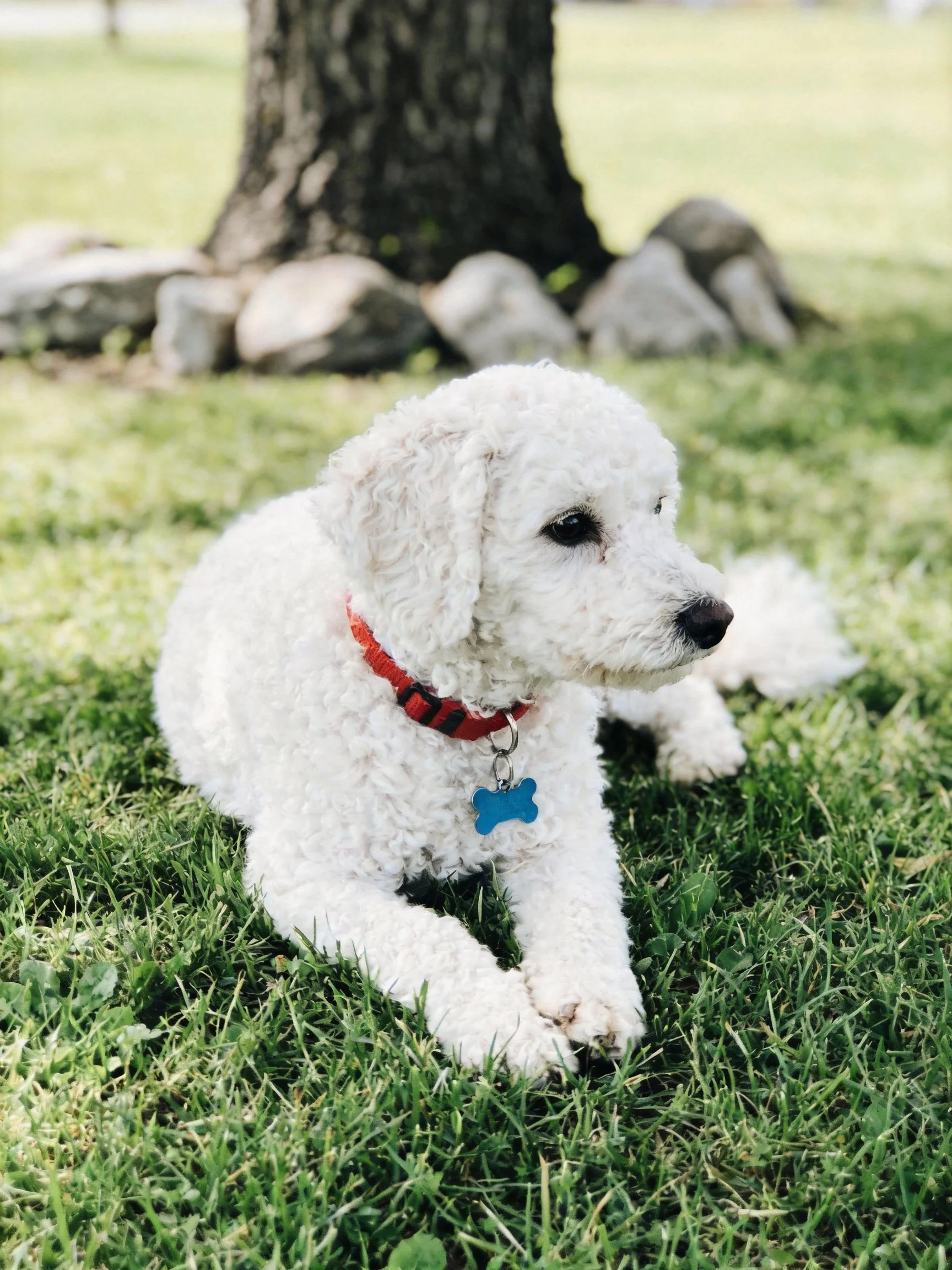 A fluffy white dog relaxes on grass beside a tree.