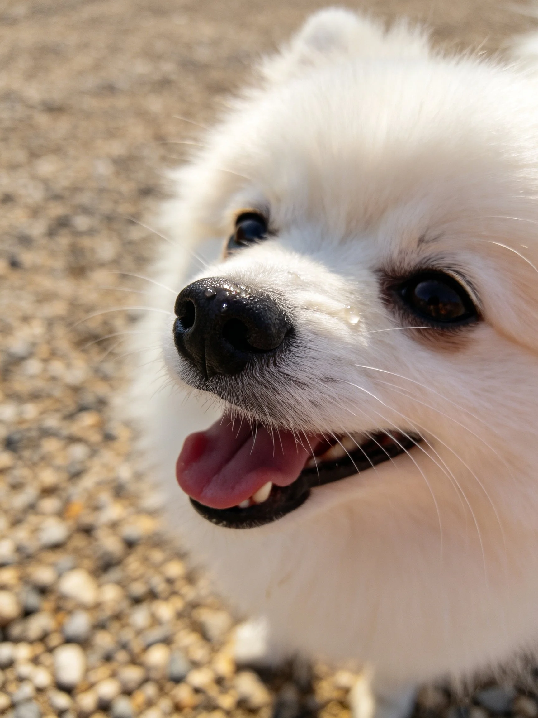A fluffy white dog with an open mouth stands near pebbly ground.