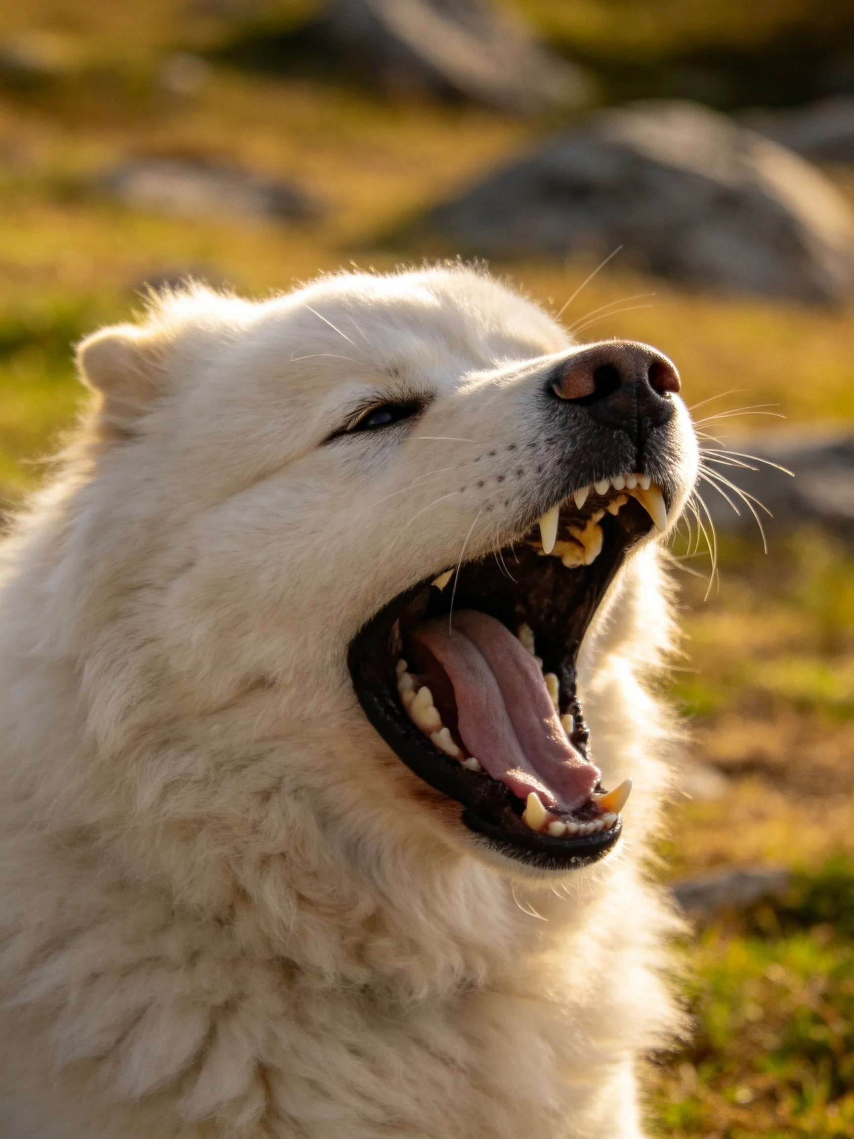 A white dog yawns widely in a sunlit outdoor environment.