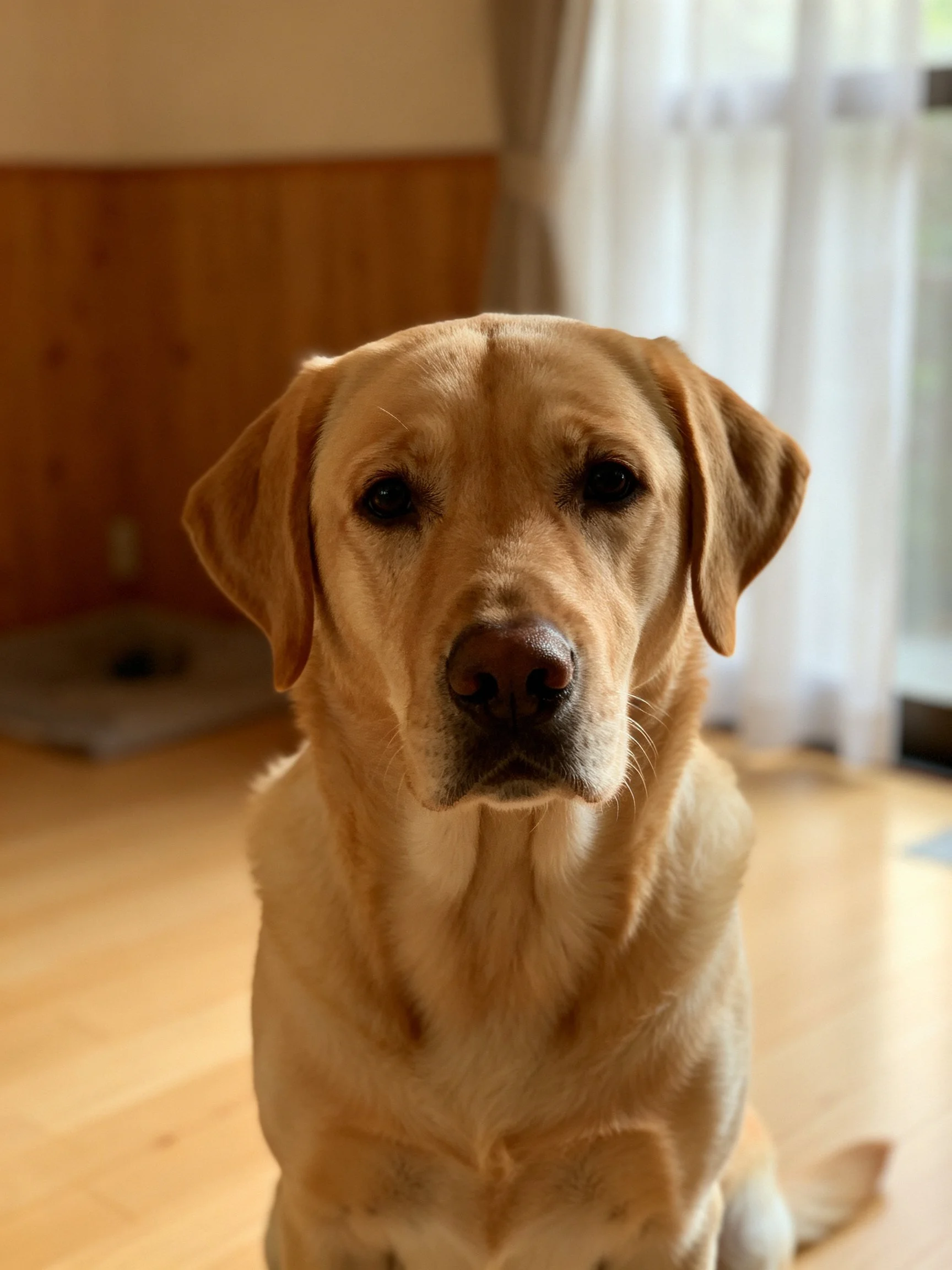 Golden Labrador Retriever sits serenely in a cozy home