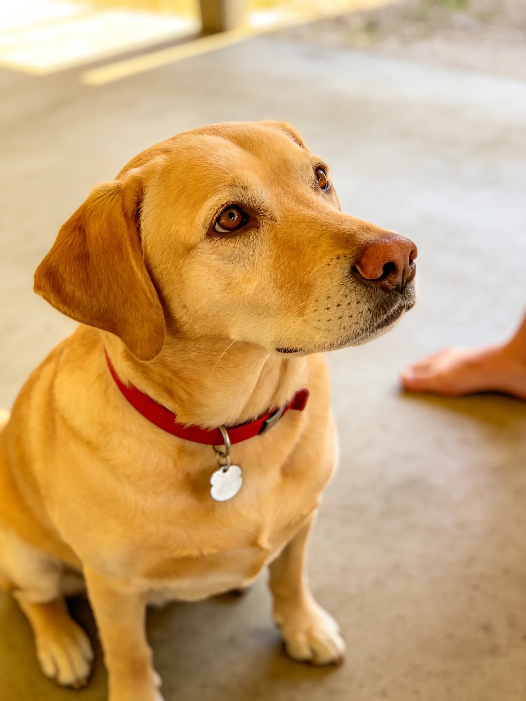 A golden Labrador Retriever with a red collar sits on concrete near a human foot