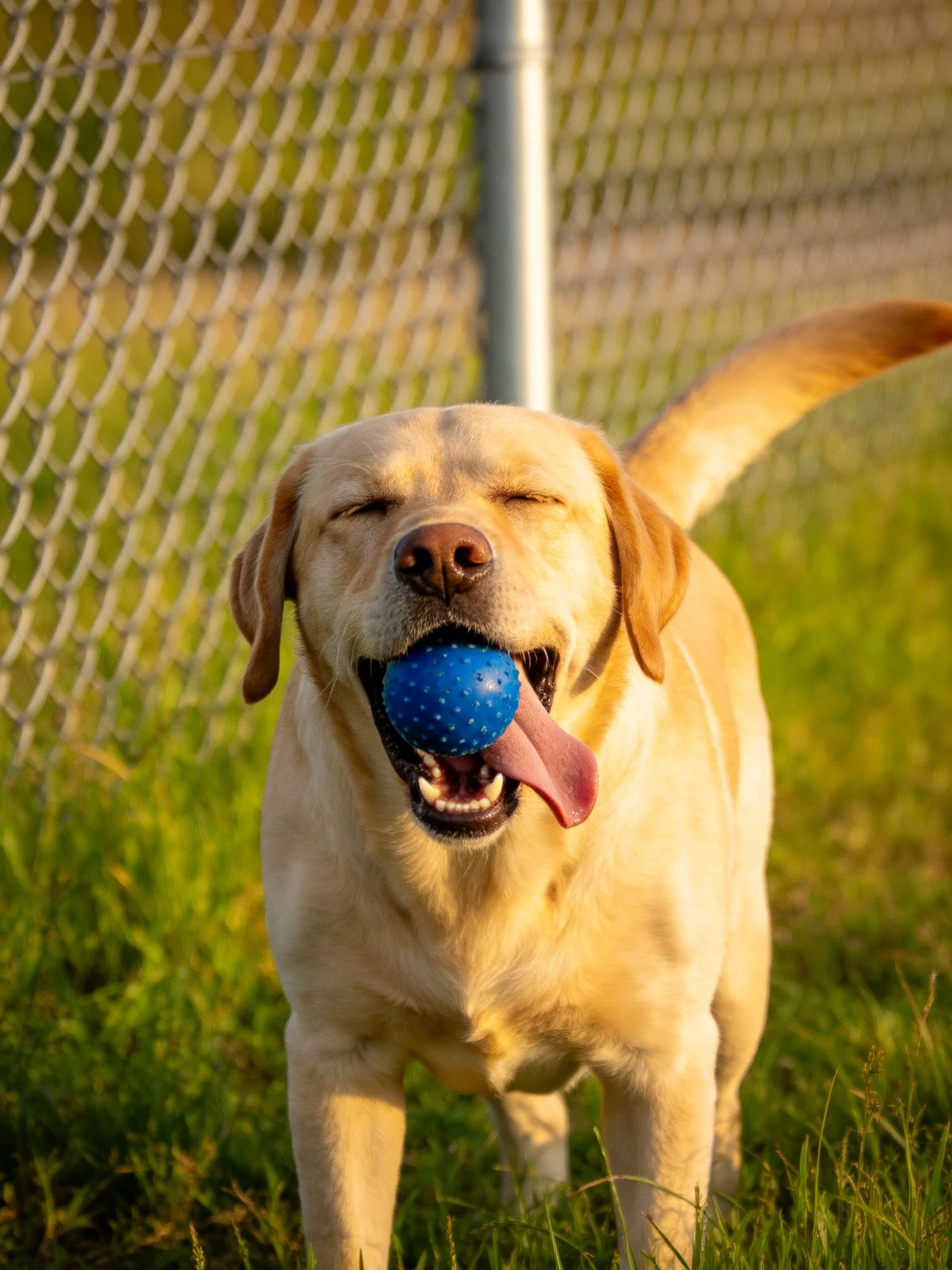 A golden Labrador retriever plays with a blue ball near a chain-link fence.