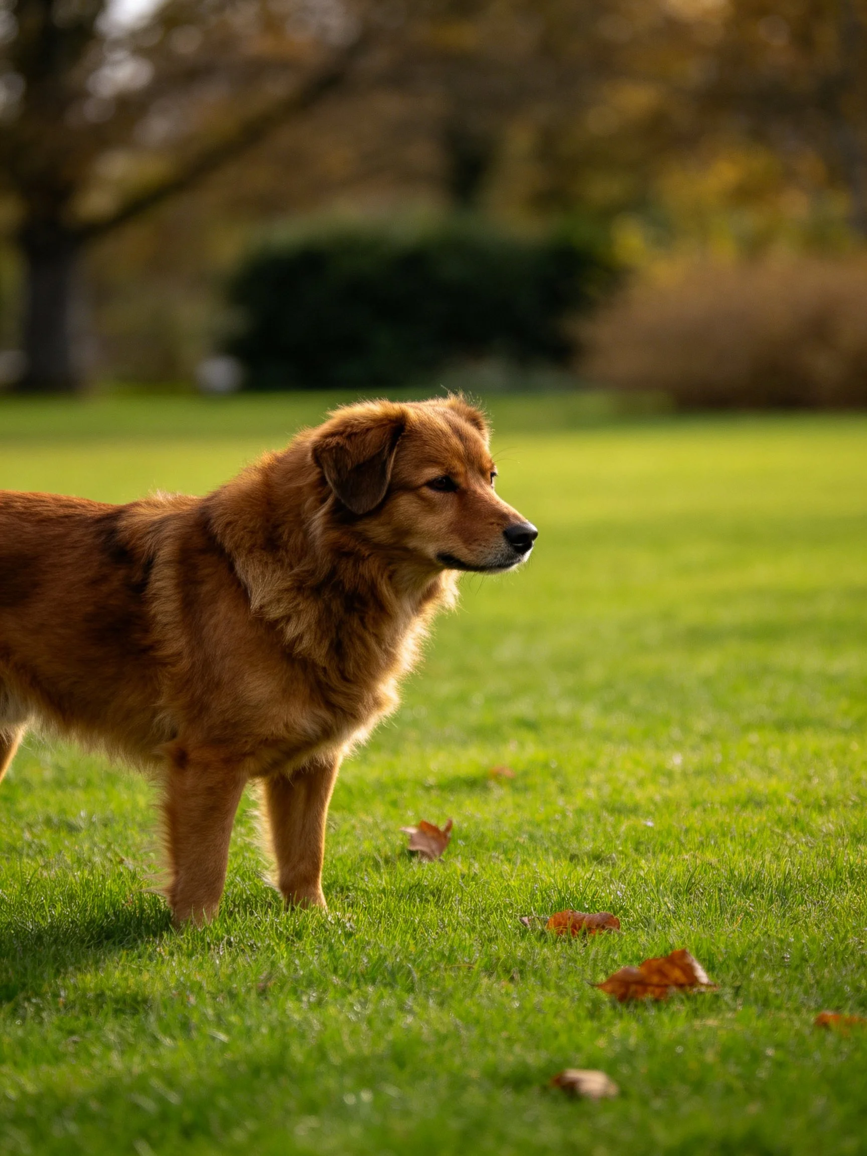 A golden-brown dog stands on green grass amid scattered leaves and distant trees.