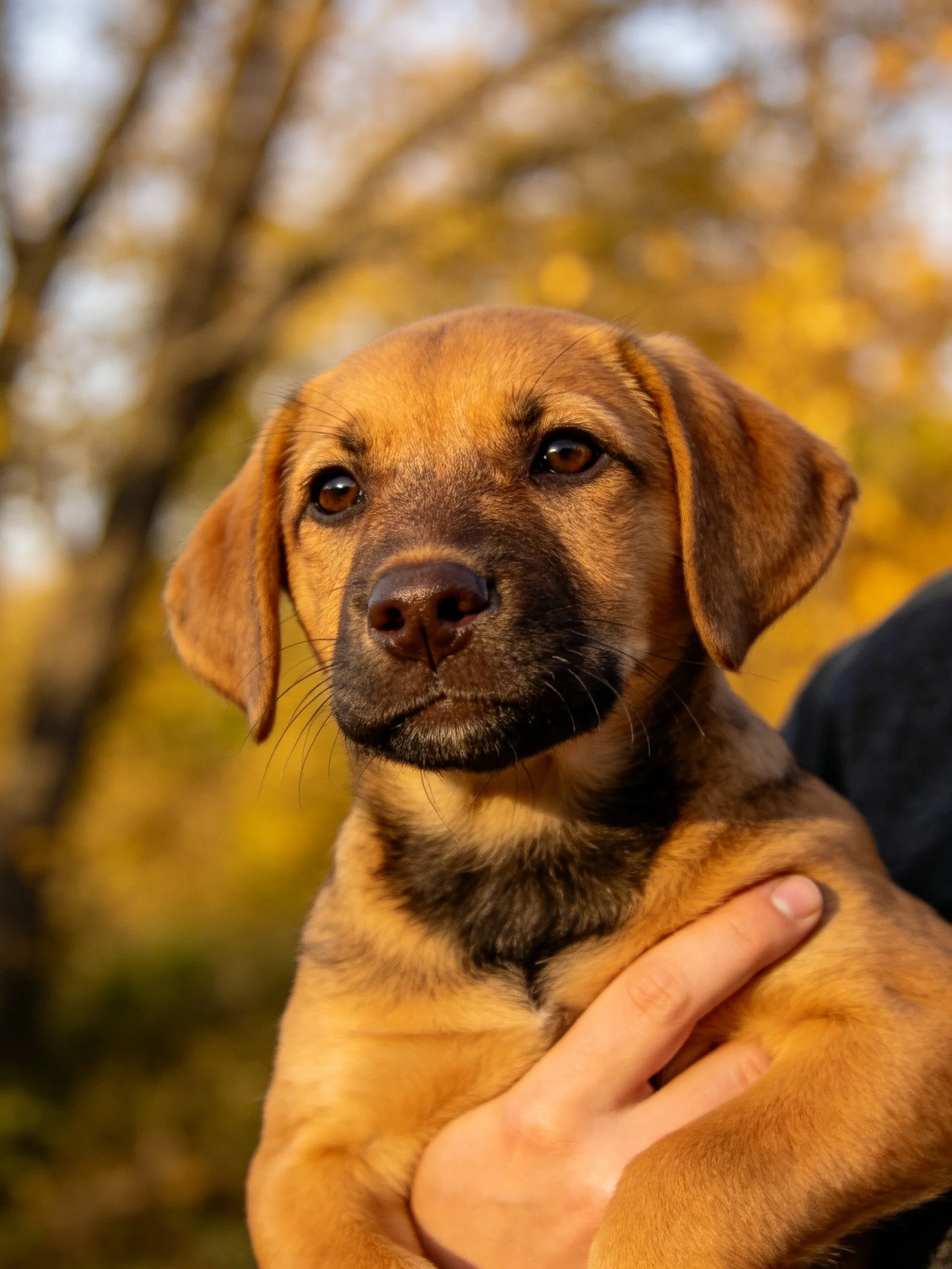 A golden-brown puppy is held outdoors near autumn-colored trees.