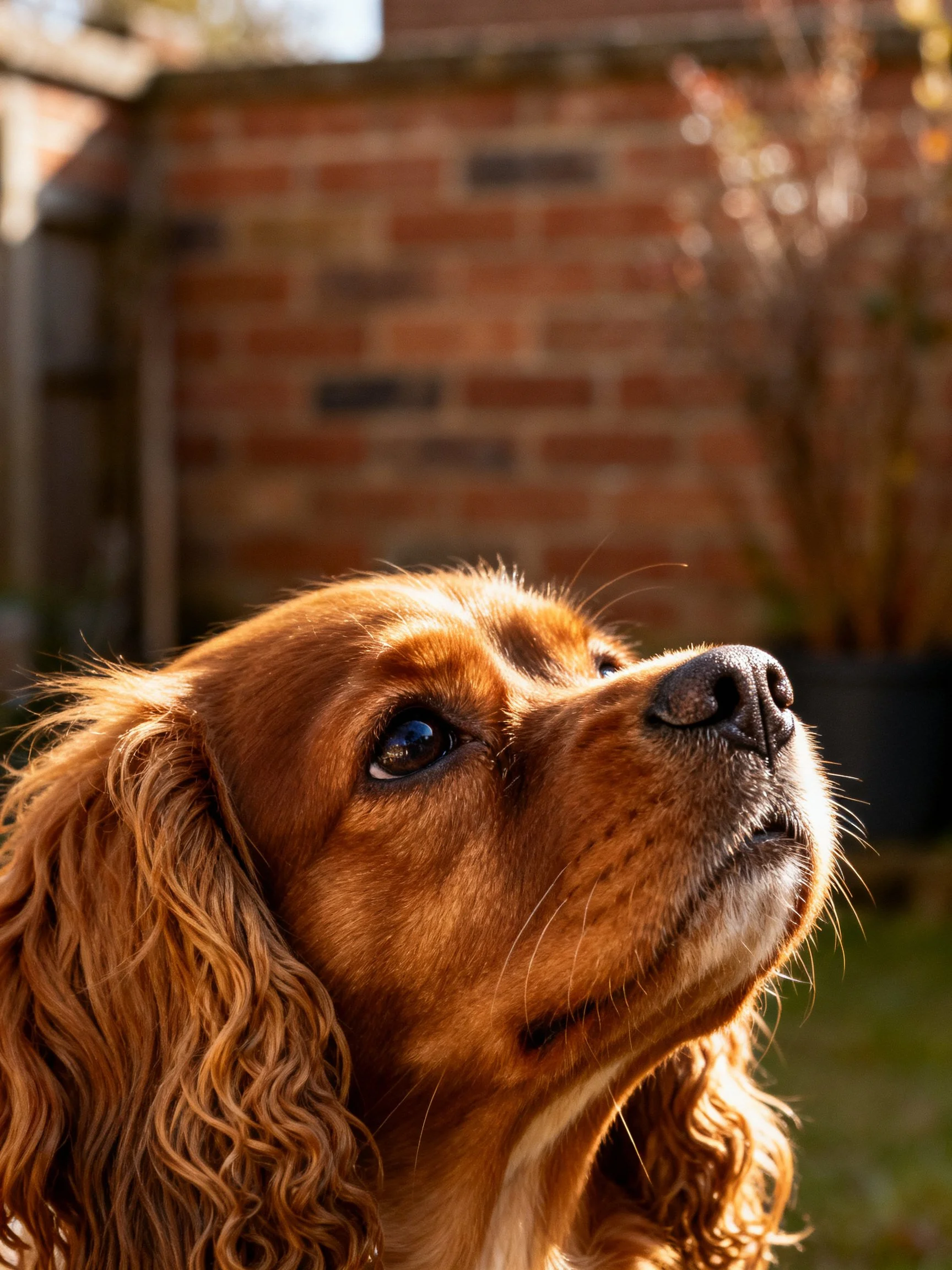 A golden-brown spaniel gazing upward near a brick wall
