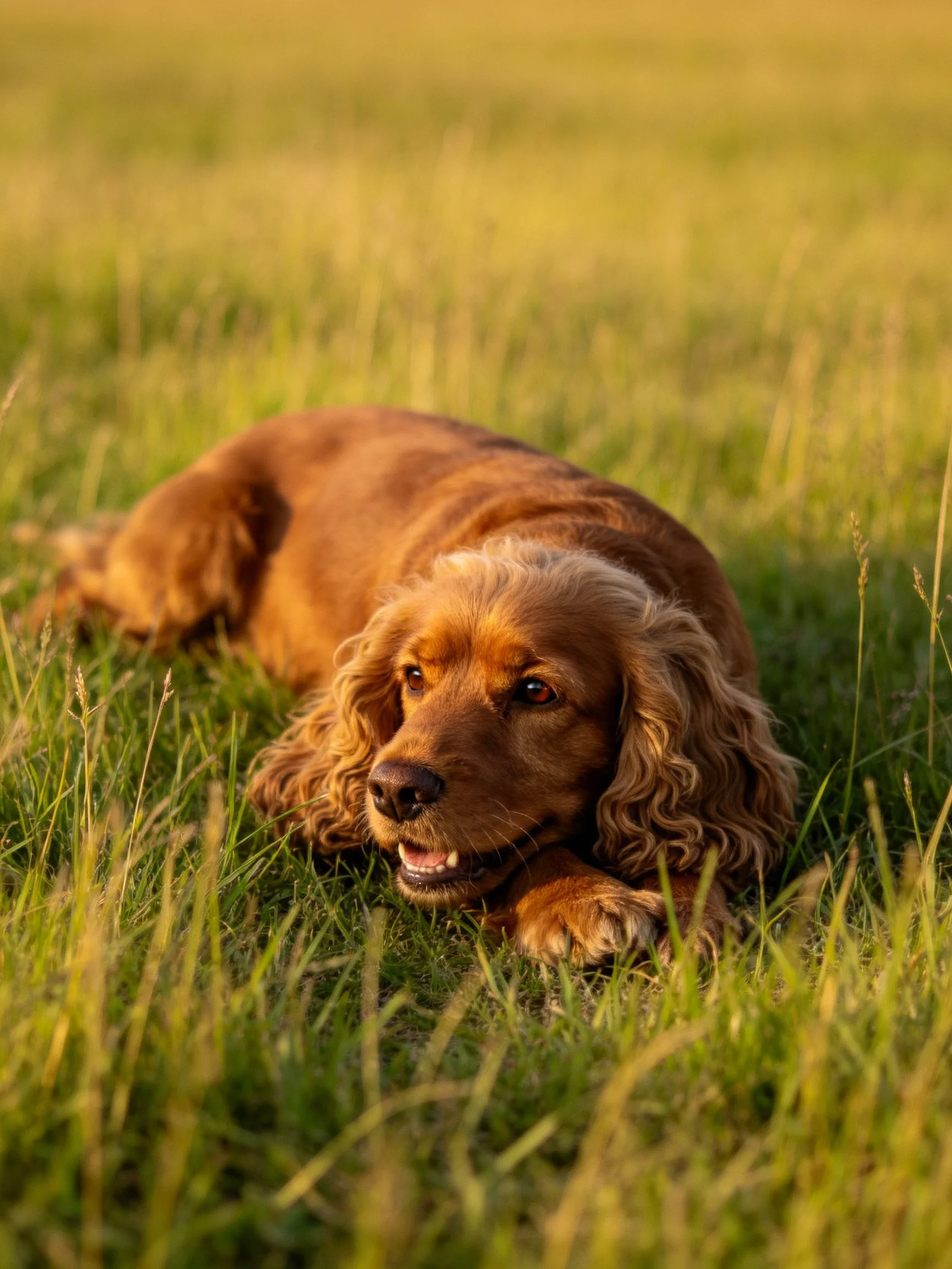 A golden-brown spaniel rests on lush green grass