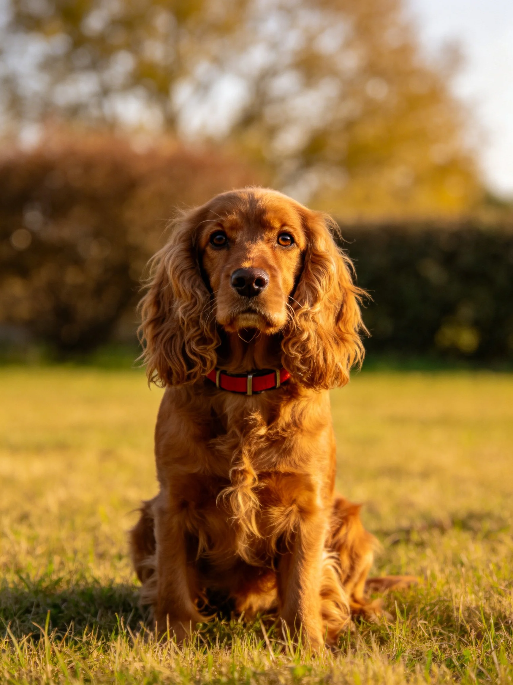 A golden-coated Cocker Spaniel sits on sunlit grass