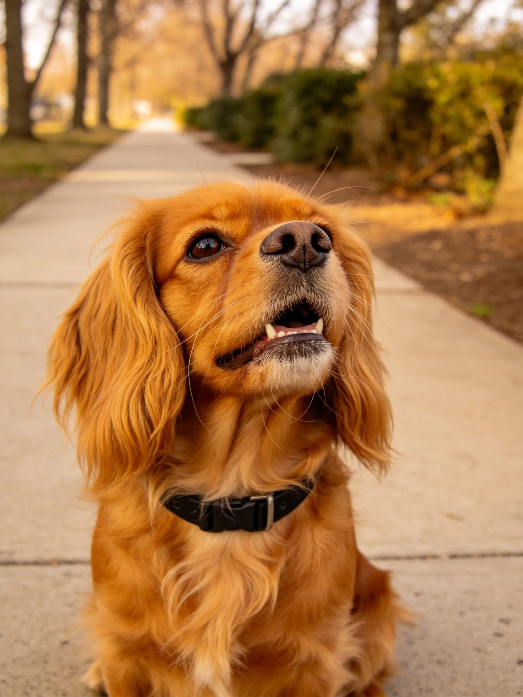 A golden-coated dog sits contentedly on a sunlit concrete path.