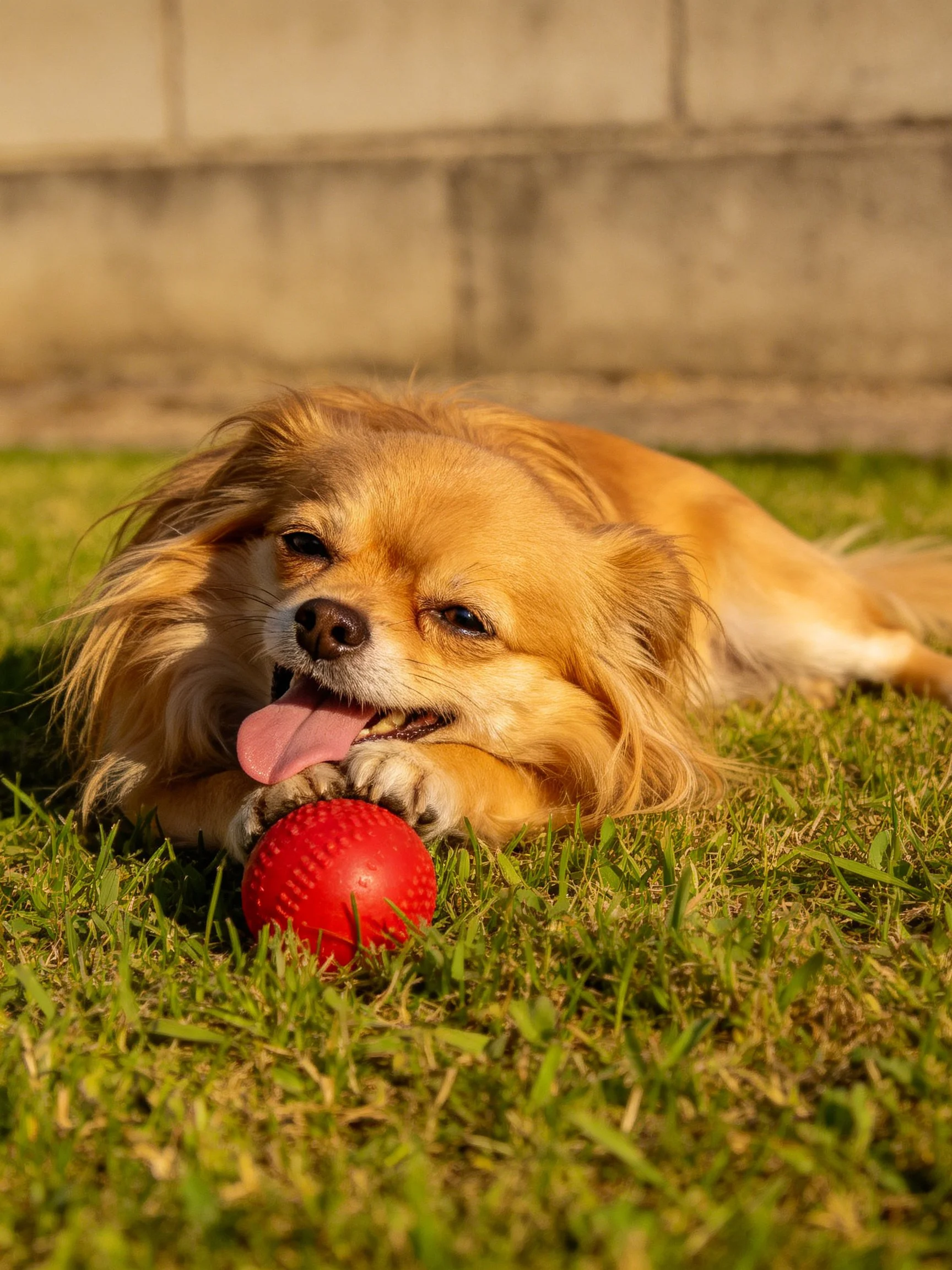 A golden dog plays with a red ball on green grass