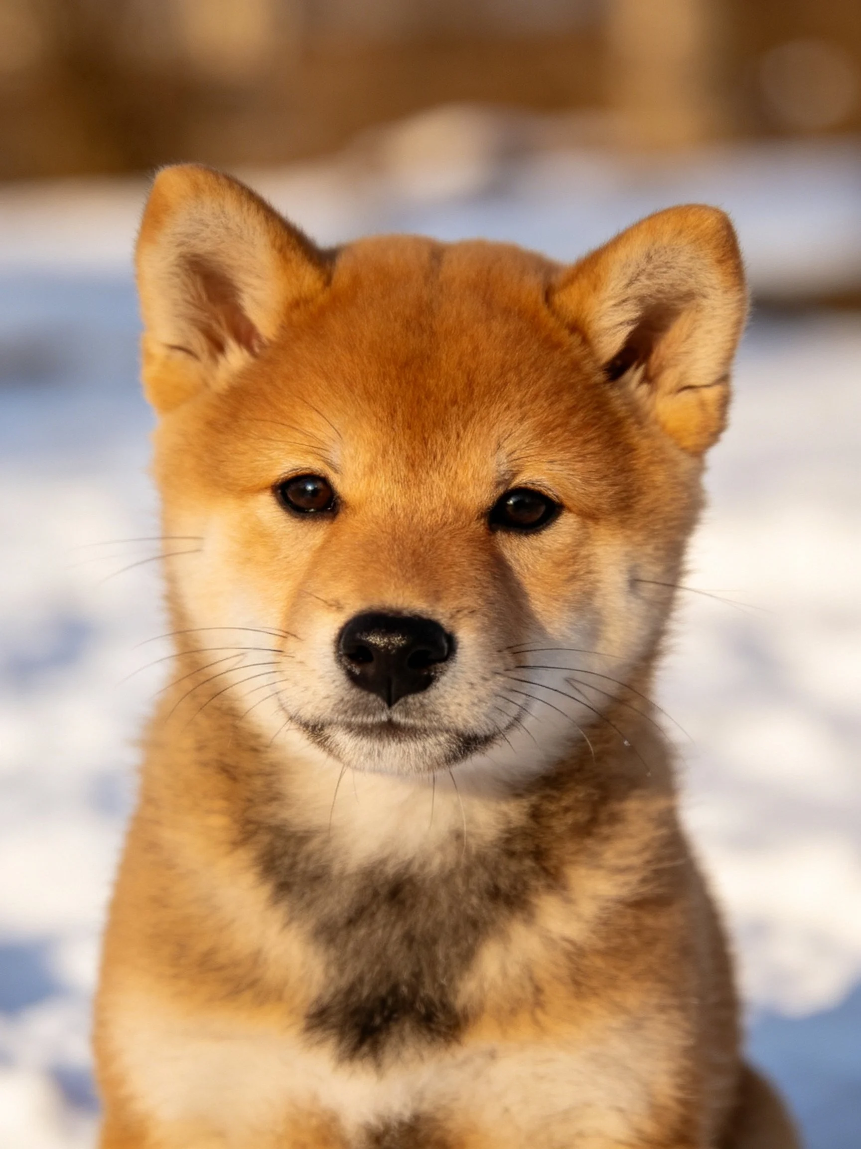 A golden-furred Shiba Inu puppy near snow-covered ground