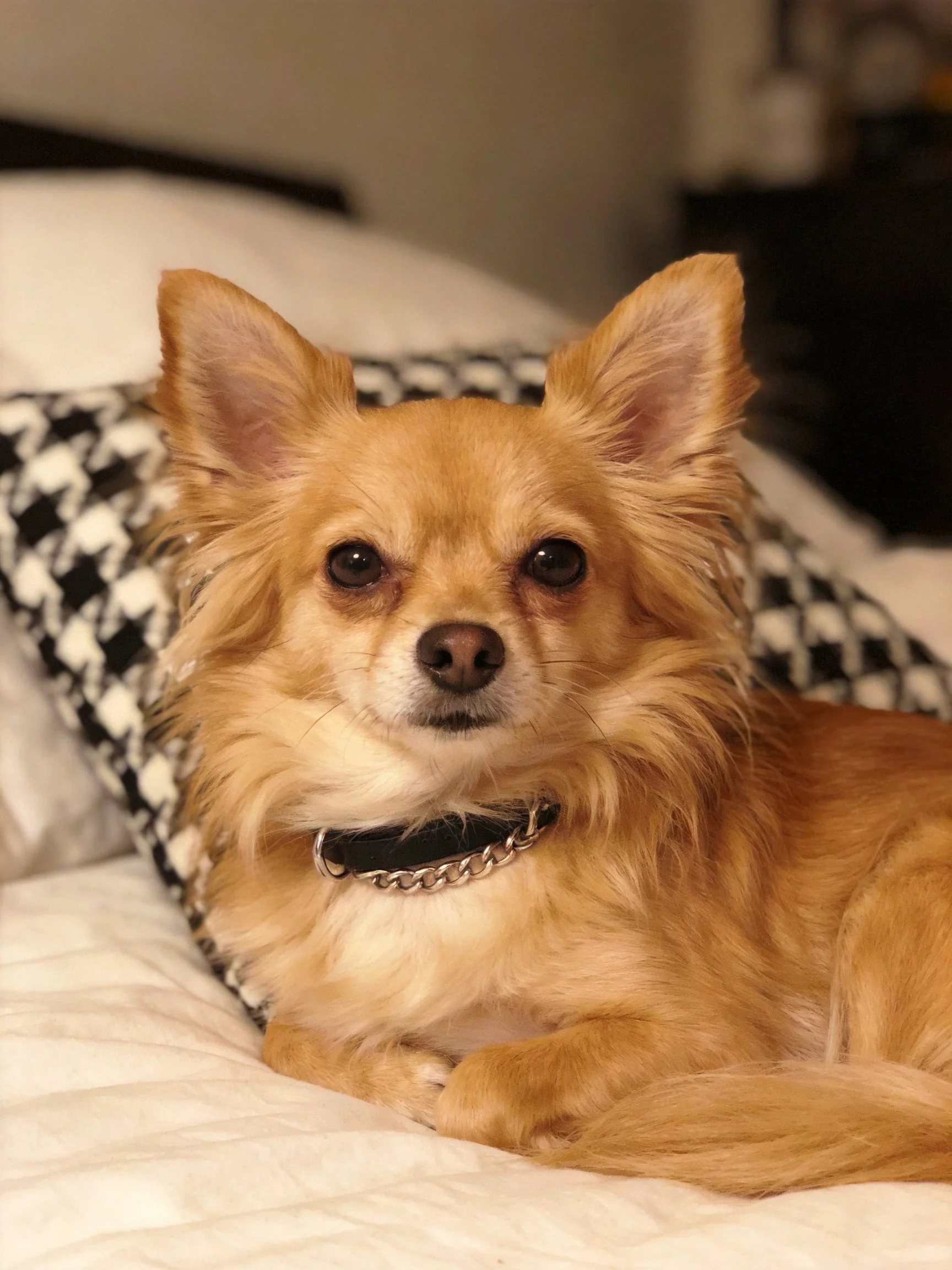 A golden long-haired dog relaxes on a white bed near a black-and-white pillow.