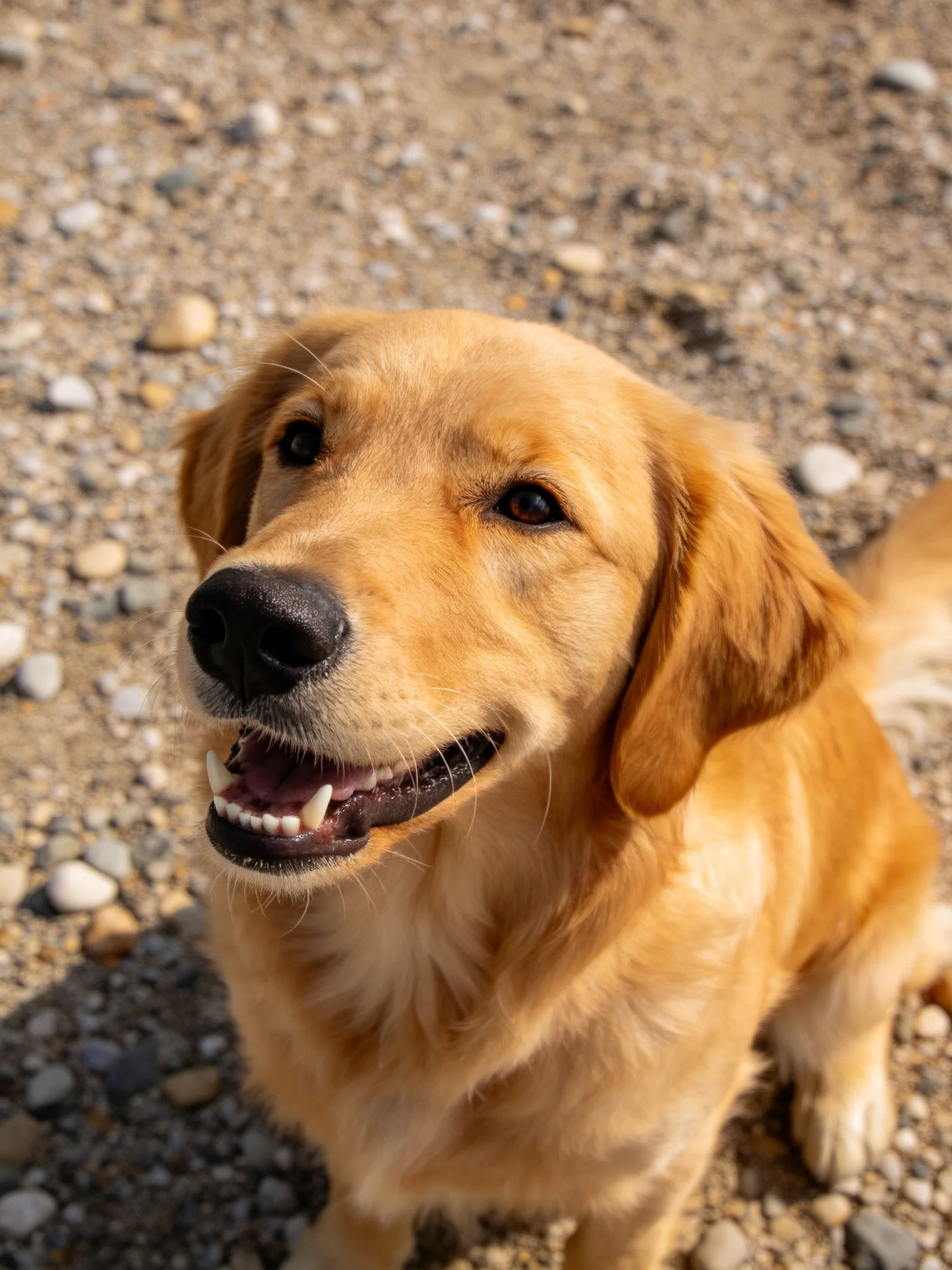 A golden retriever dog sits on a gravel path with small pebbles.