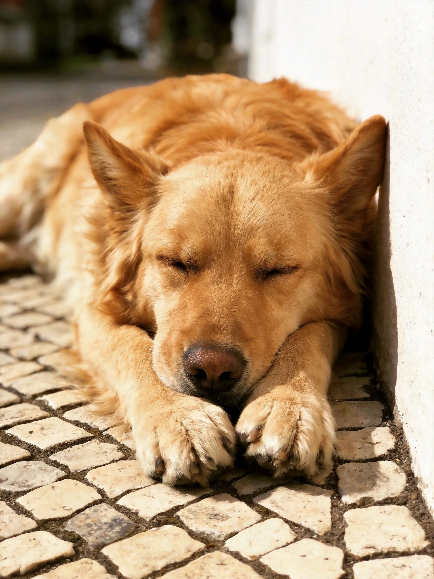 A golden retriever napping beside a white wall on stone tiles