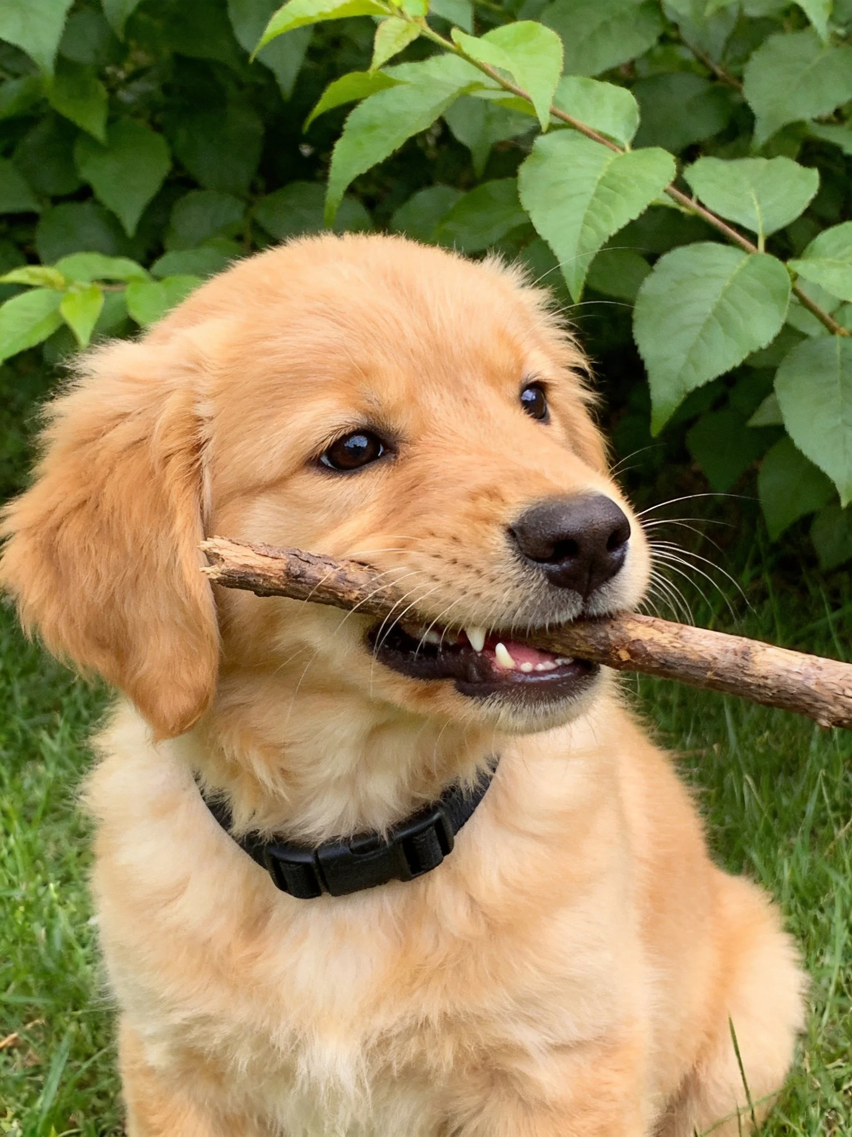 A golden retriever puppy carrying a wooden stick amid greenery