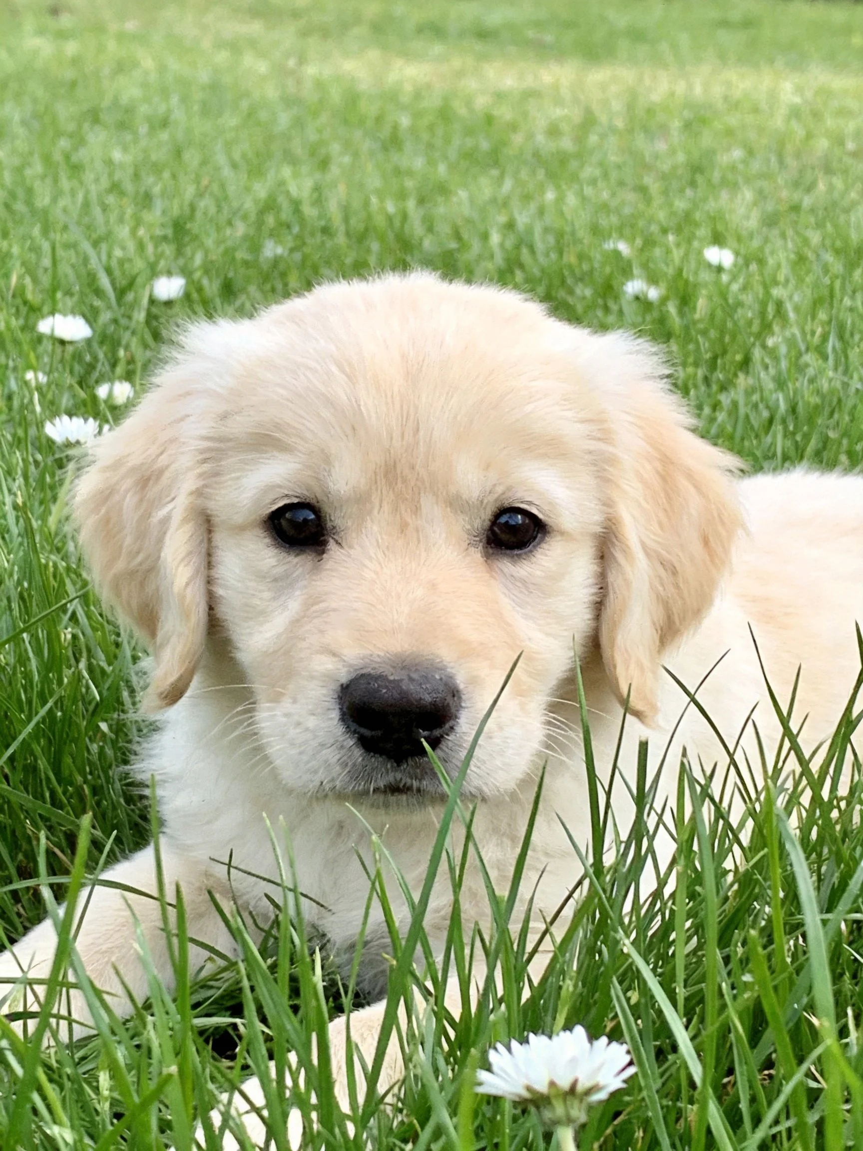 A golden retriever puppy relaxes among green grass and small white flowers.