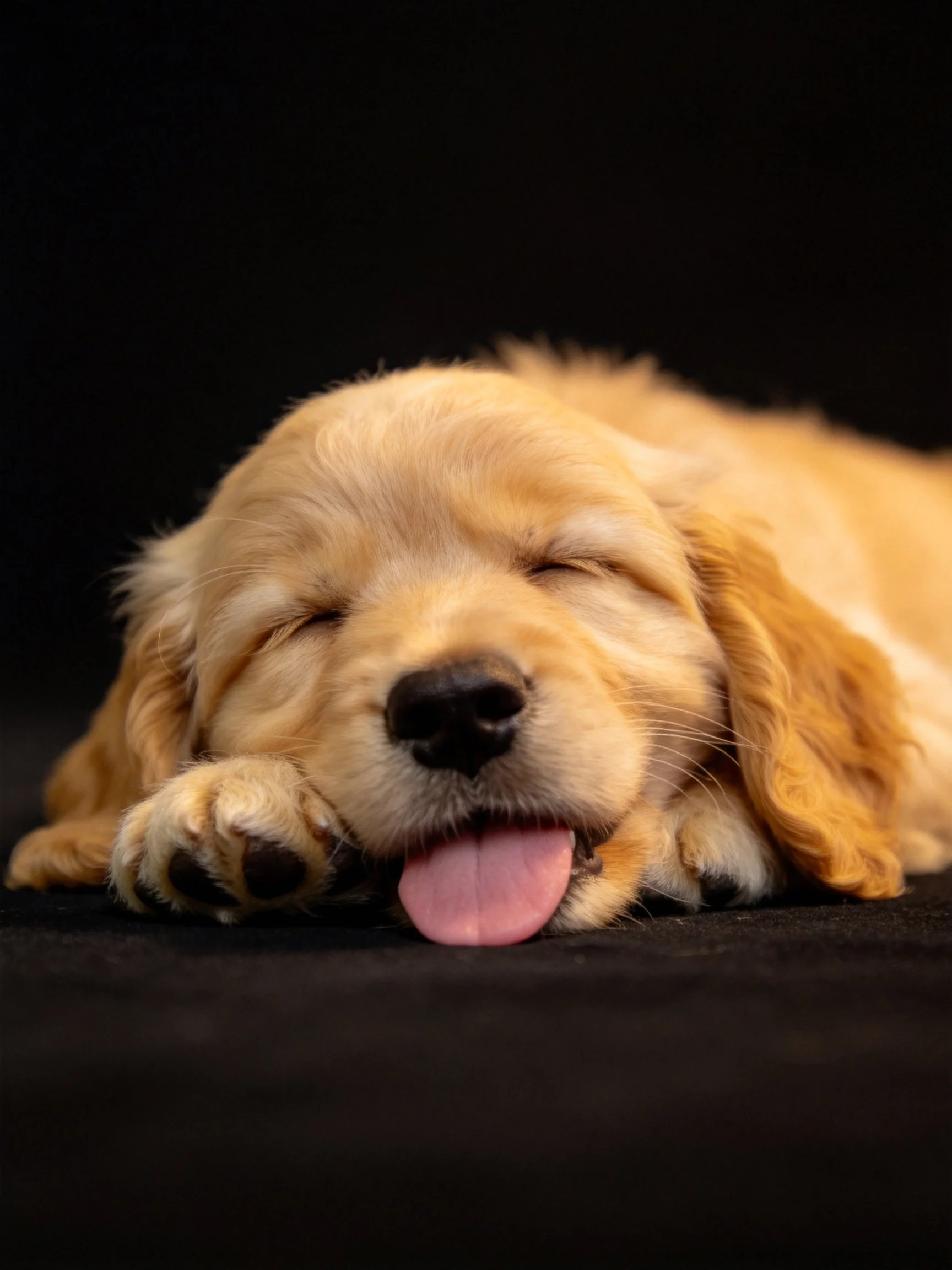 A golden retriever puppy rests peacefully with tongue exposed against a dark backdrop.