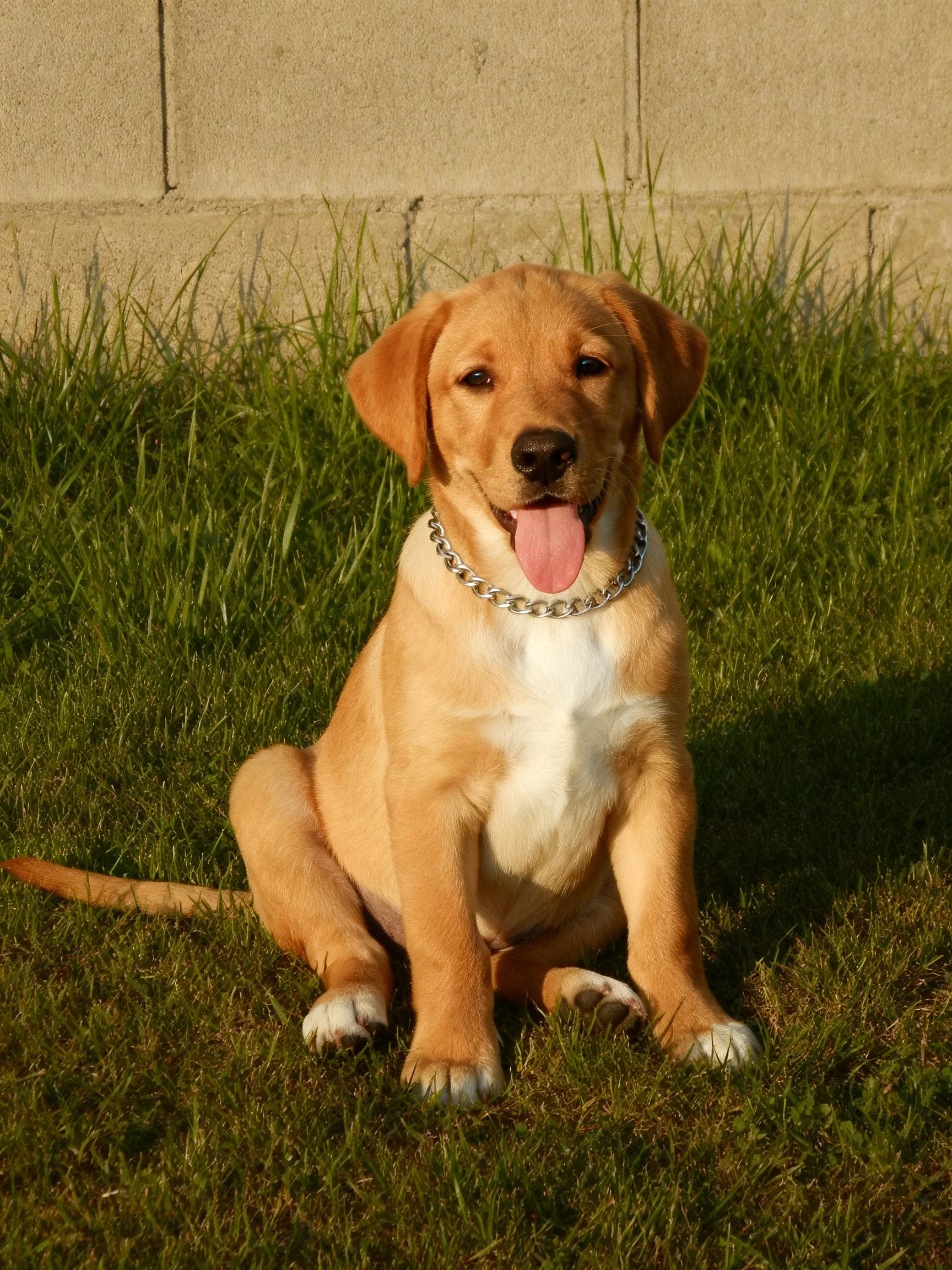 A golden retriever puppy sits contentedly on green grass beside a concrete wall.