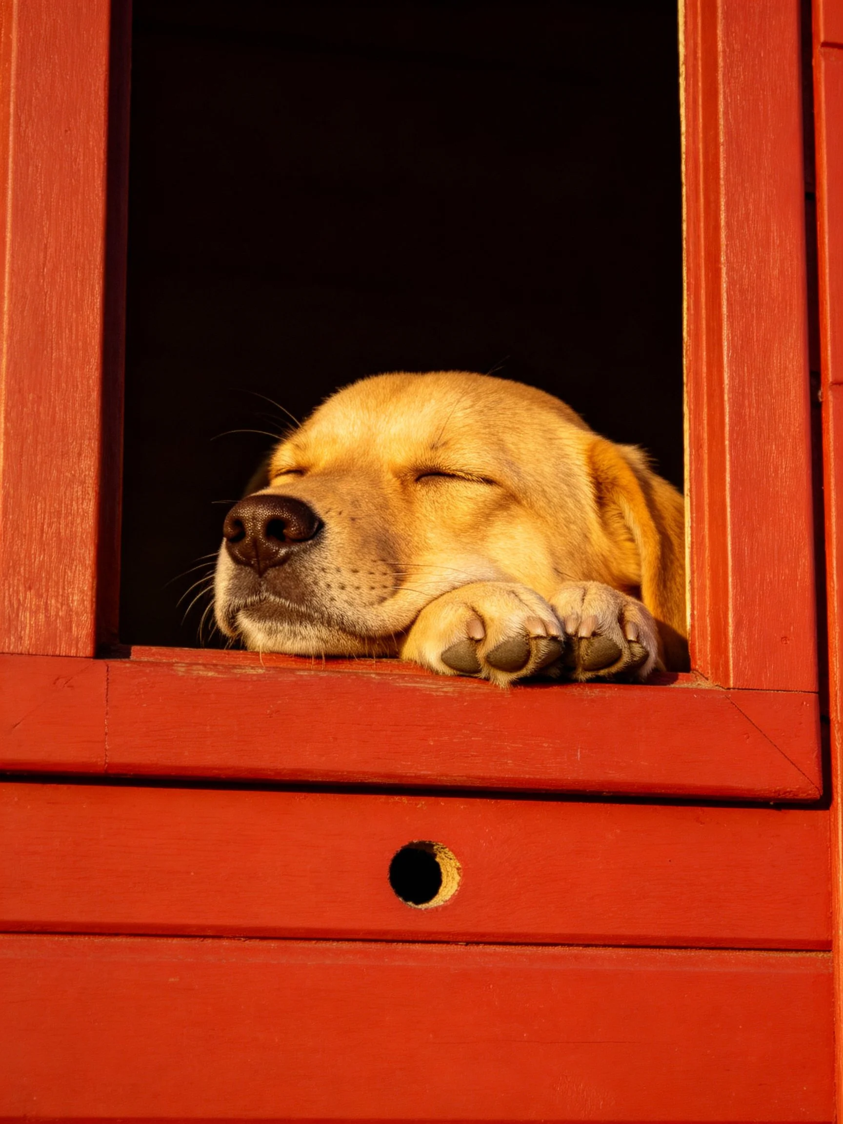A golden retriever puppy rests peacefully at a red wooden window.