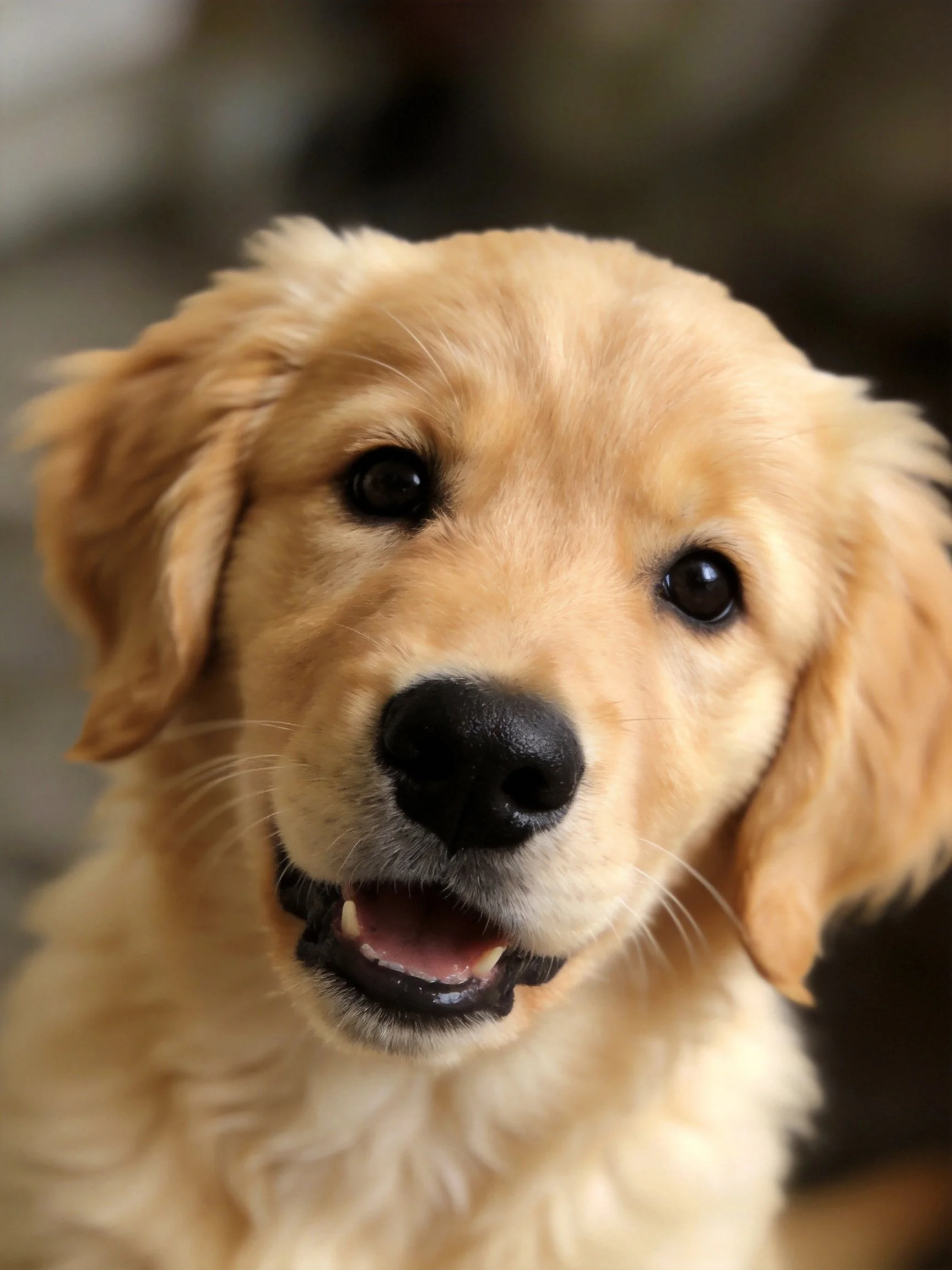 A golden retriever puppy looks directly ahead with an open mouth.