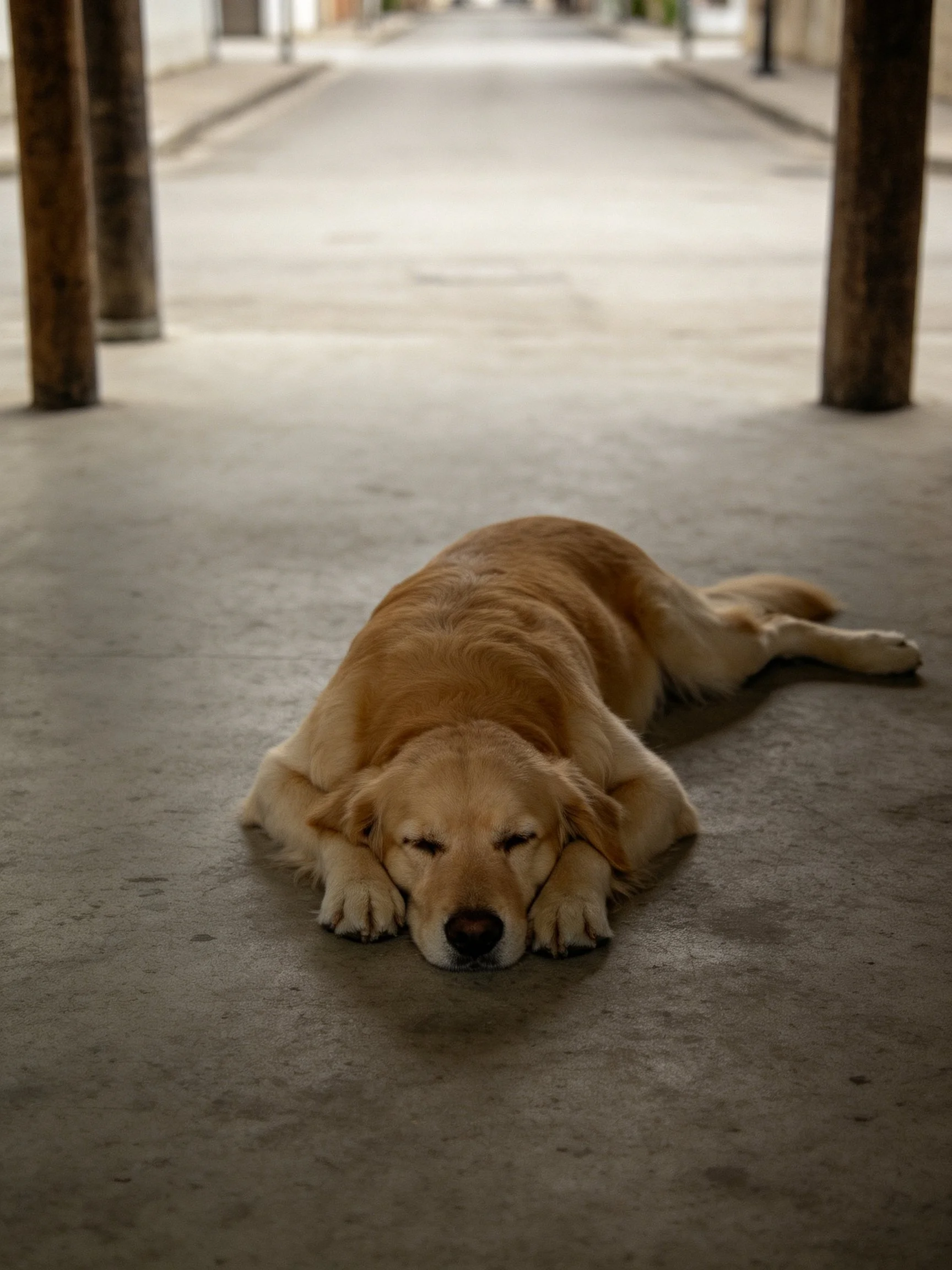 A golden retriever resting on a concrete street under wooden posts