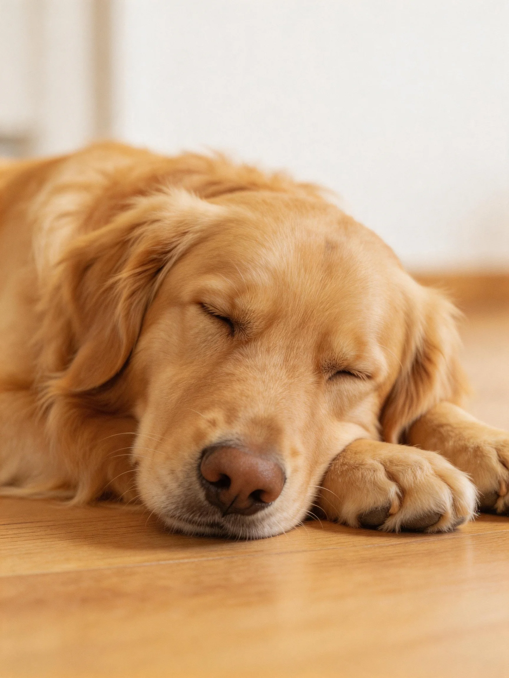 A golden retriever resting peacefully on a wooden floor