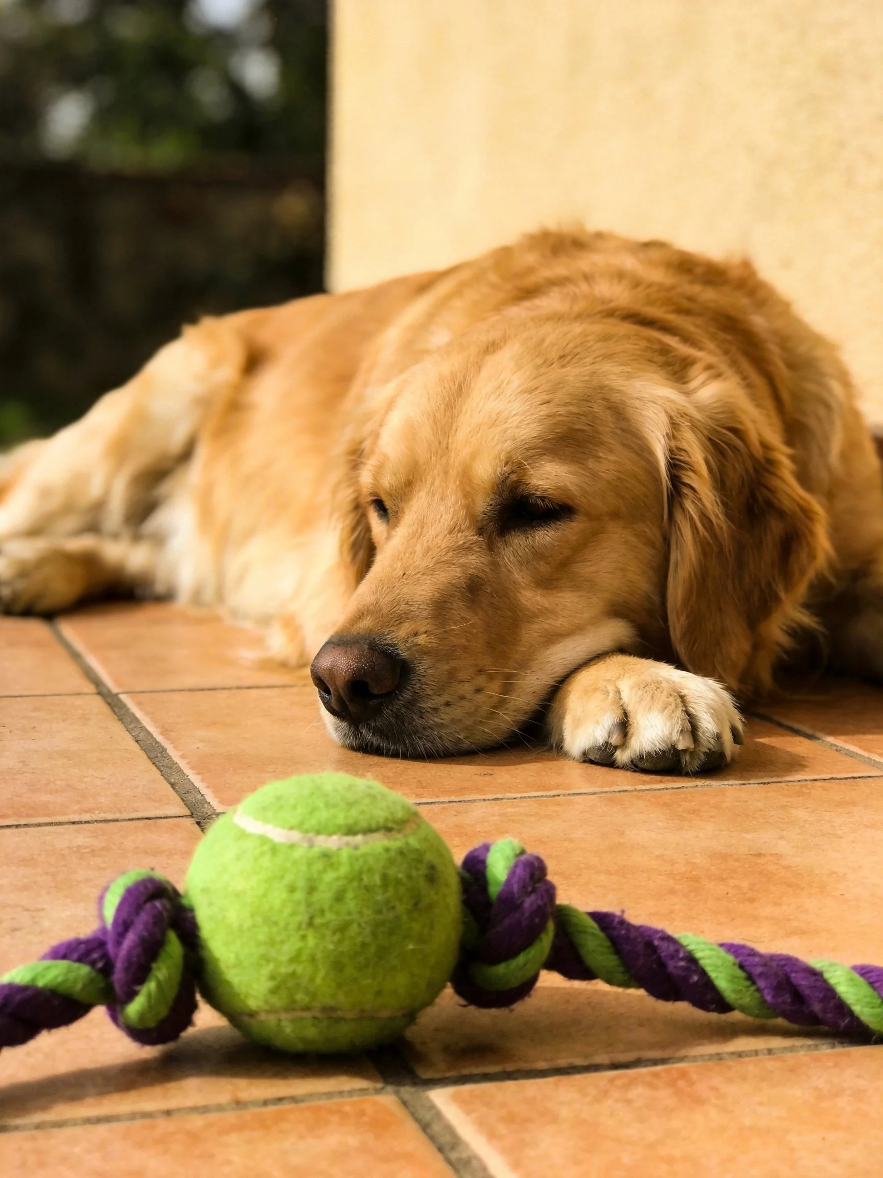 A golden retriever relaxes beside toys on a tiled surface.