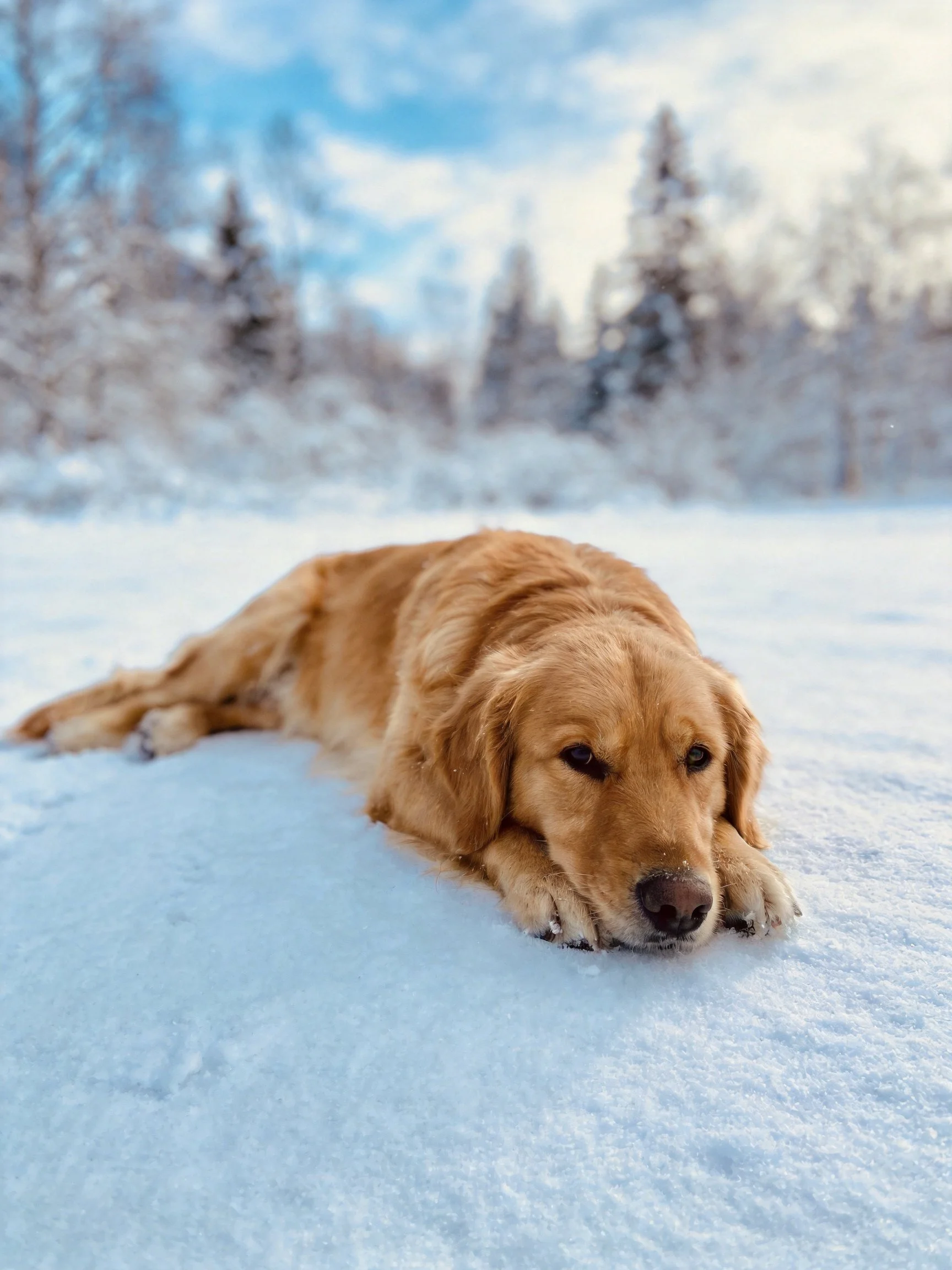 A golden retriever lies calmly on snow amid a wintry forest setting.