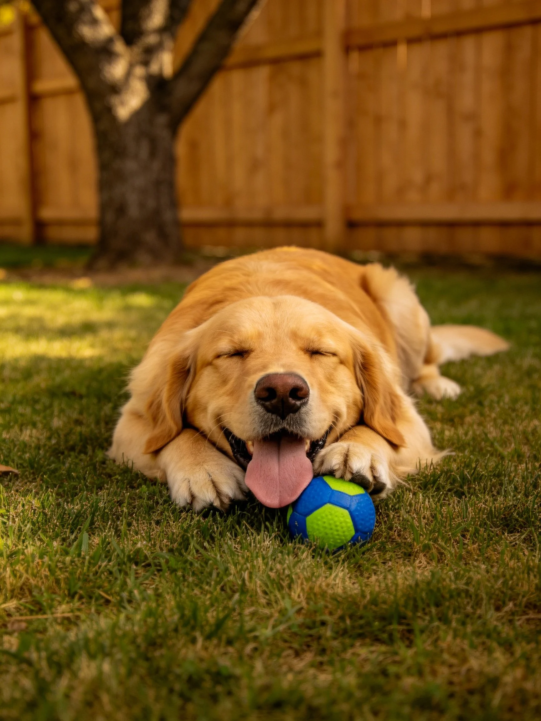 Golden retriever relaxes on grass with a ball near a fence