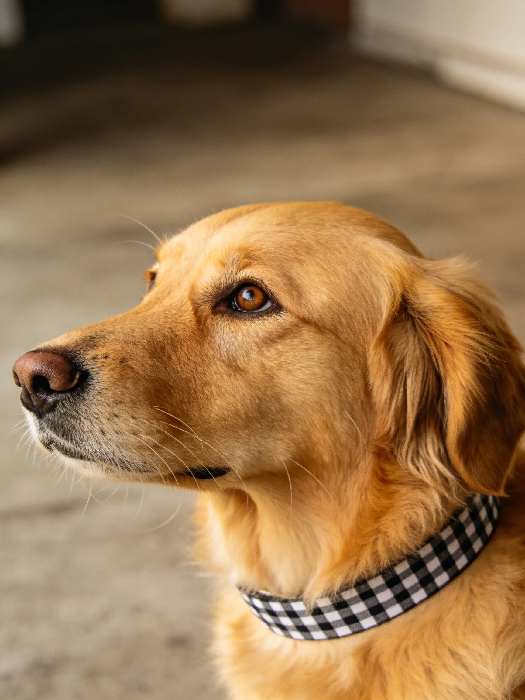 A golden retriever with a checkered collar looks attentively off-camera