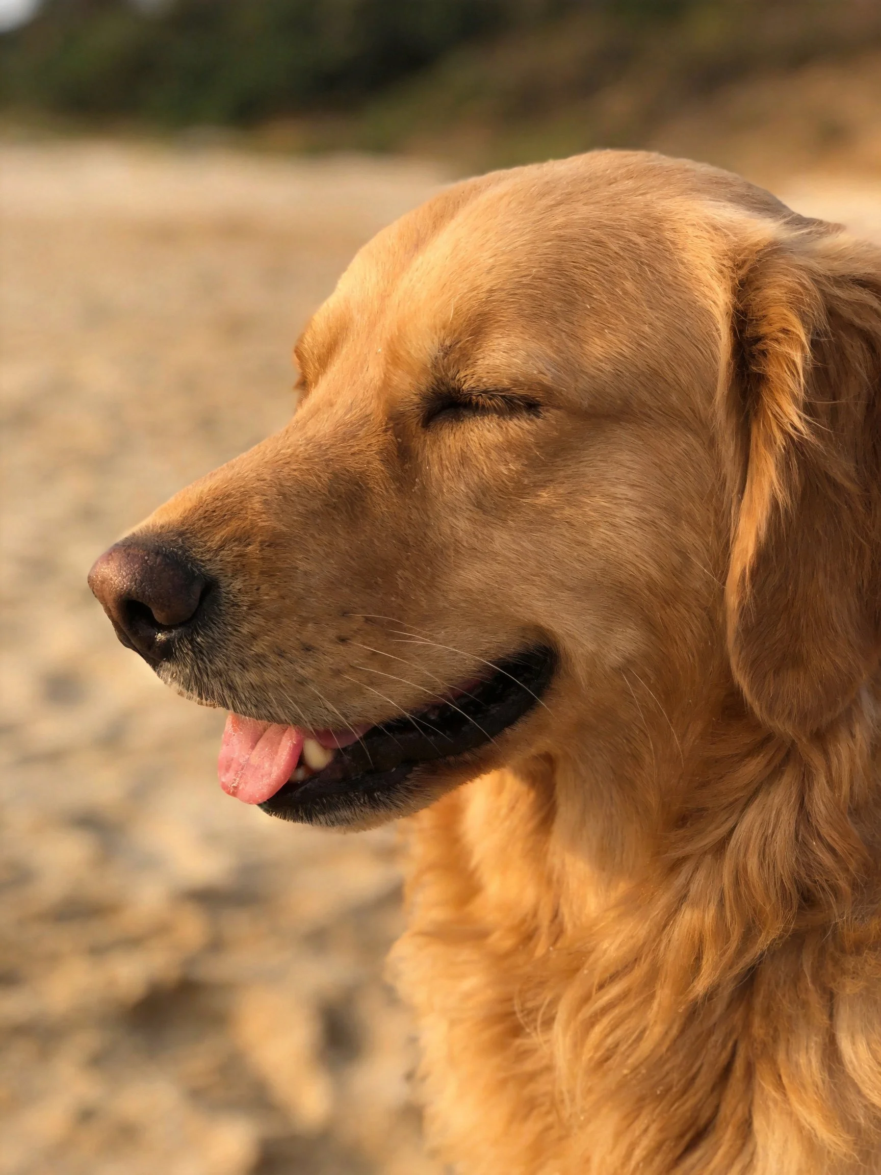 A golden retriever relaxes with eyes shut on sandy ground.