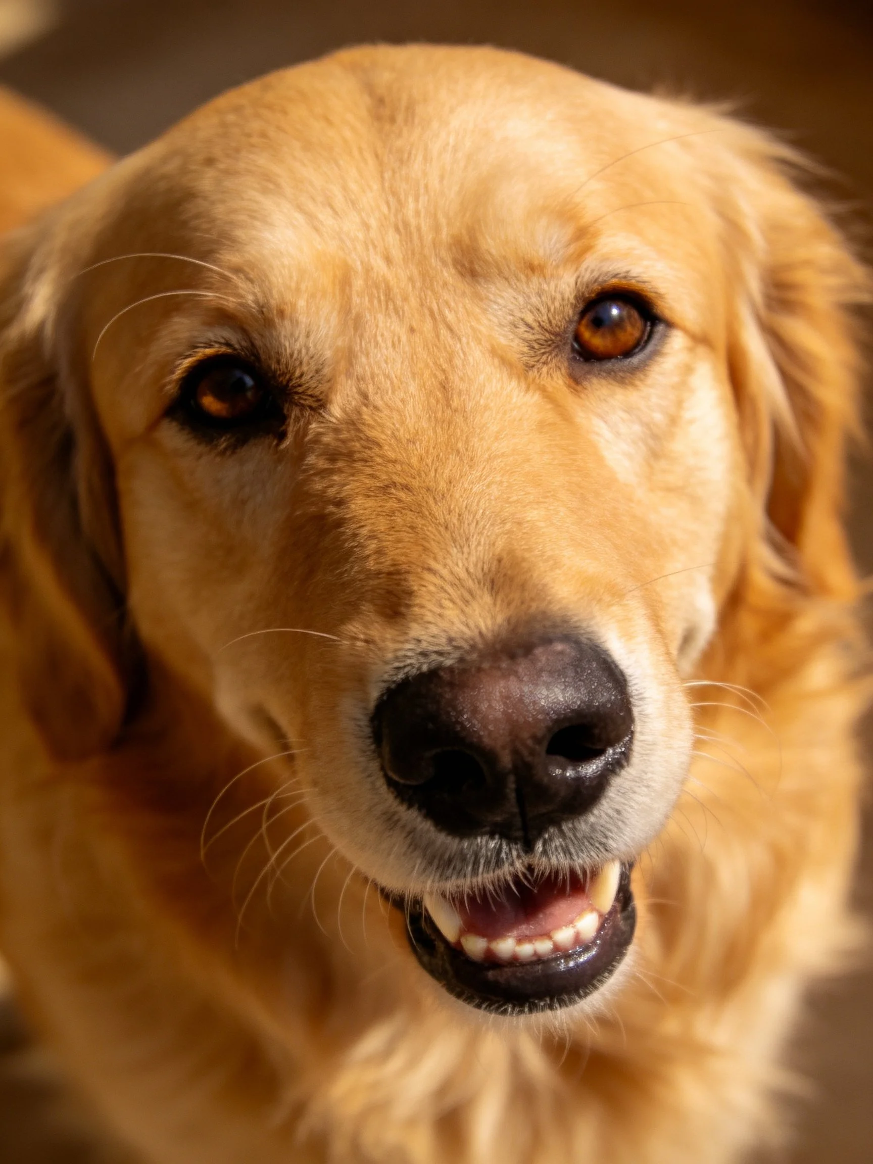 A golden retriever with warm brown eyes and soft fur