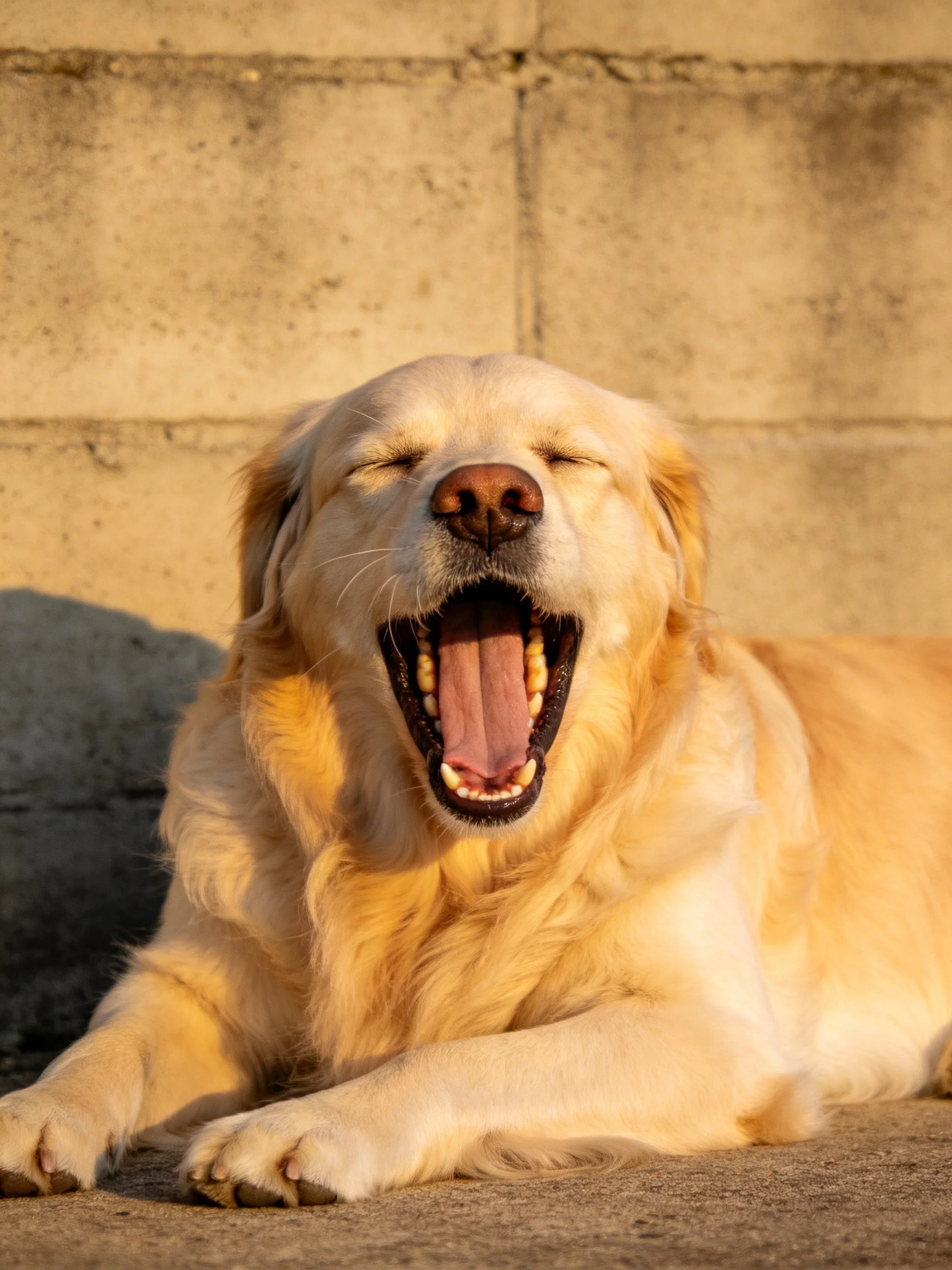 A golden retriever yawns contentedly next to a concrete structure.