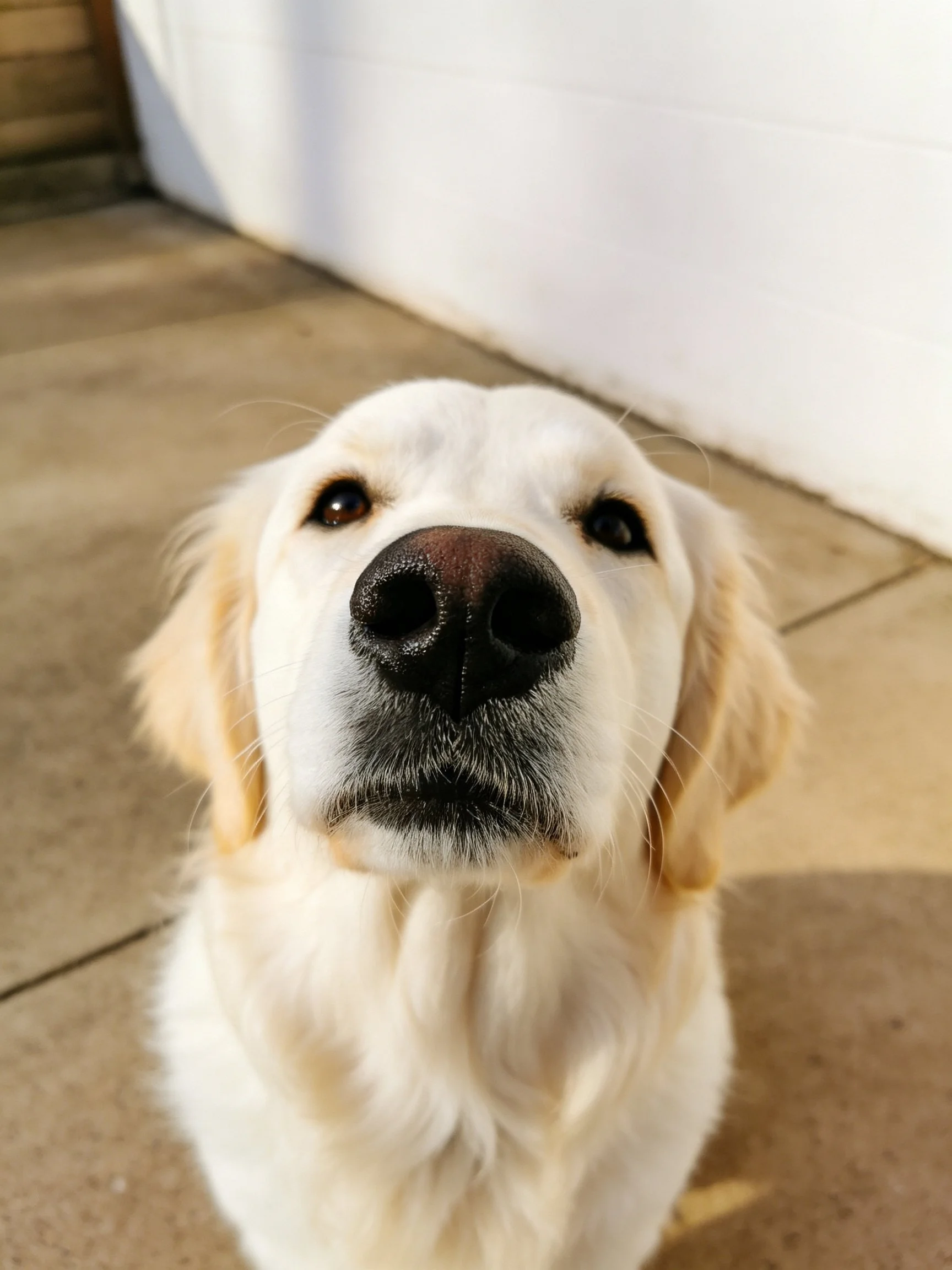 A golden retriever’s close - up portrait with creamy white fur