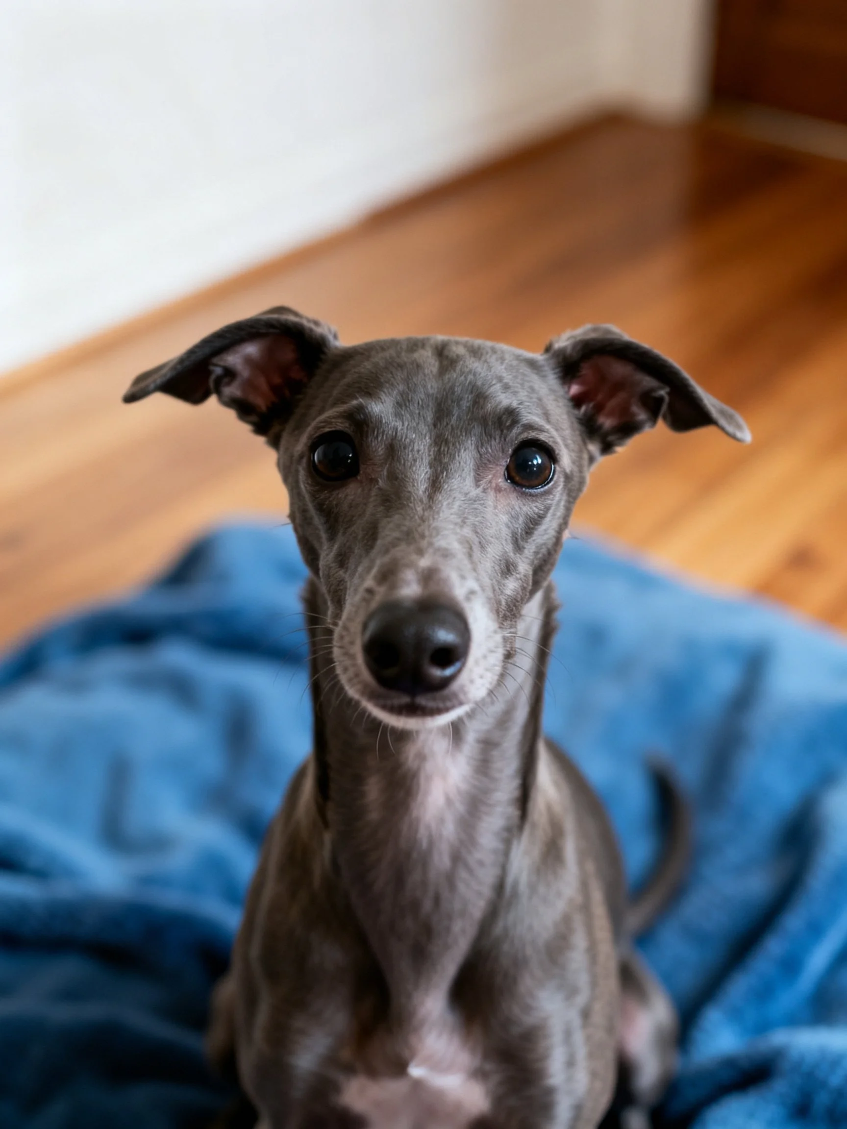 A gray Italian Greyhound sits calmly on a blue blanket in an indoor space.