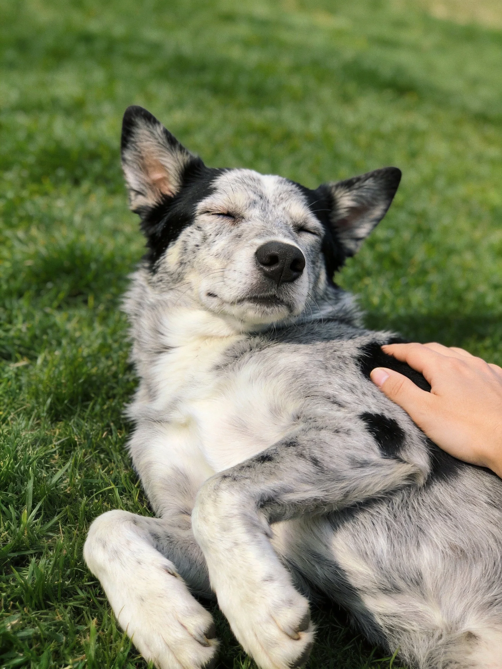 A gray and blackdog relaxes on grass while being petted.
