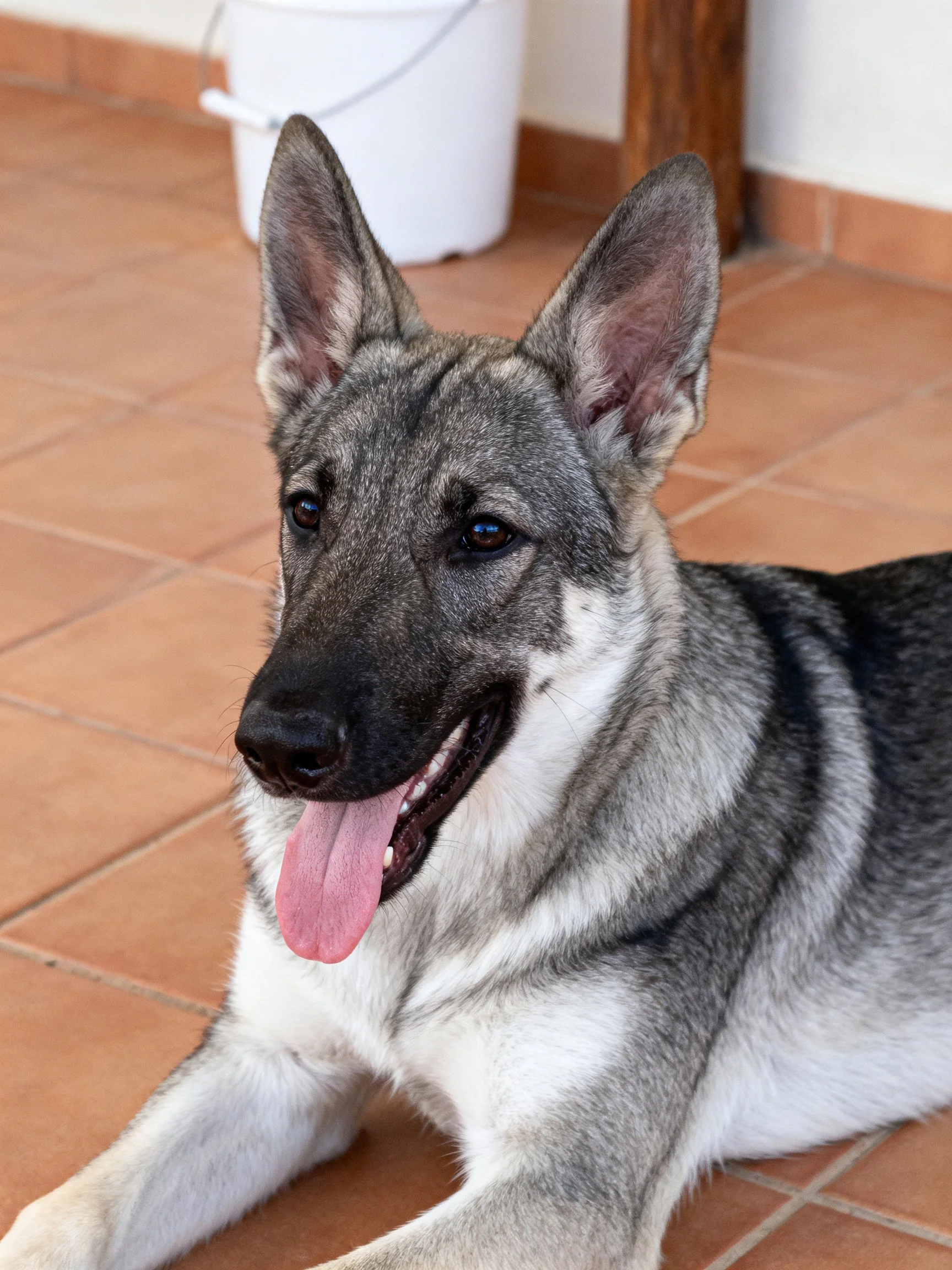 A gray and white German Shepherd puppy relaxes on terracotta floor tiles.
