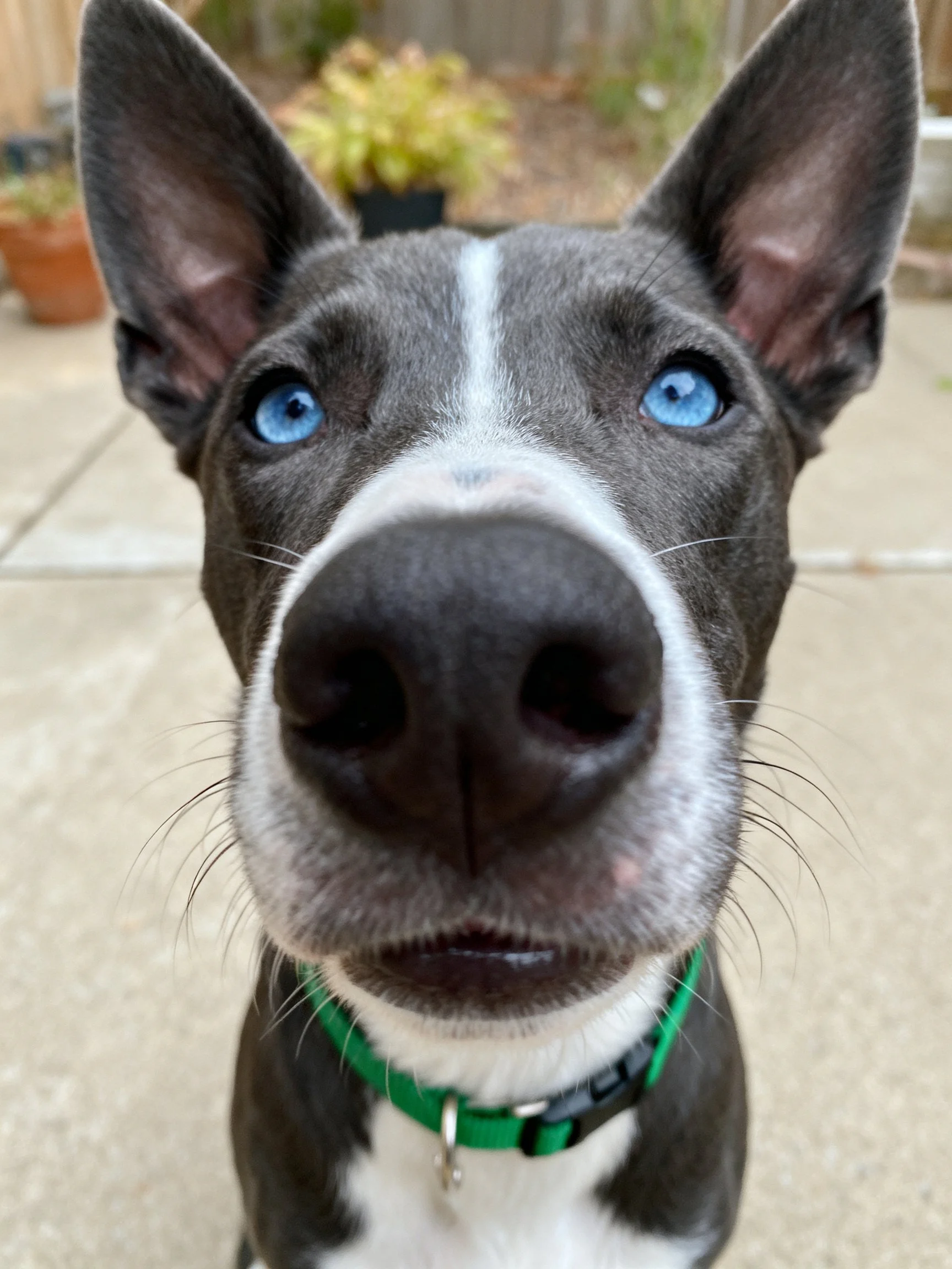 A close - up of a gray and white dog with blue eyes and a green collar in an outdoor setting.