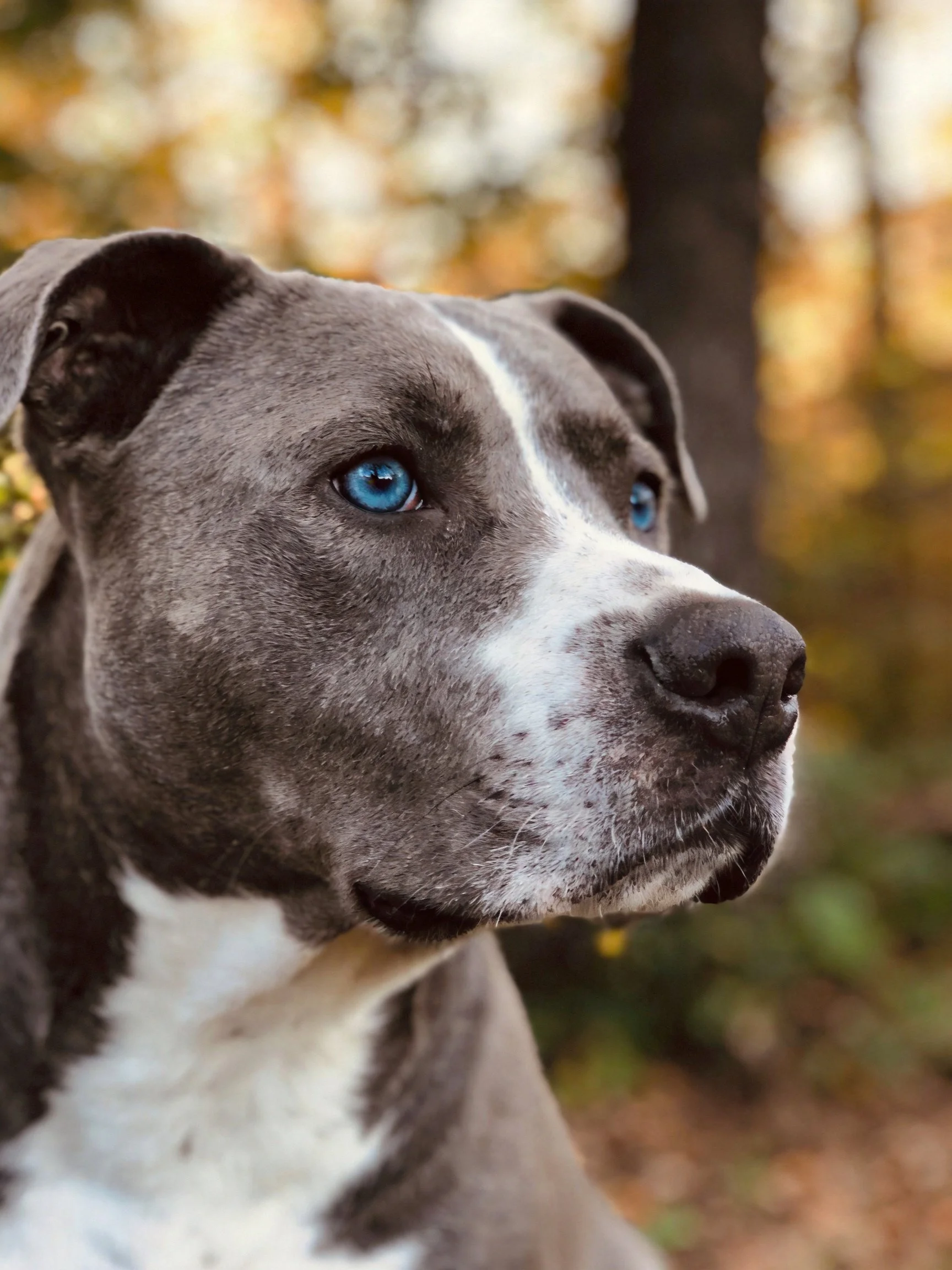 A gray and white dog gazes toward the distance amid a softly blurred autumn backdrop.