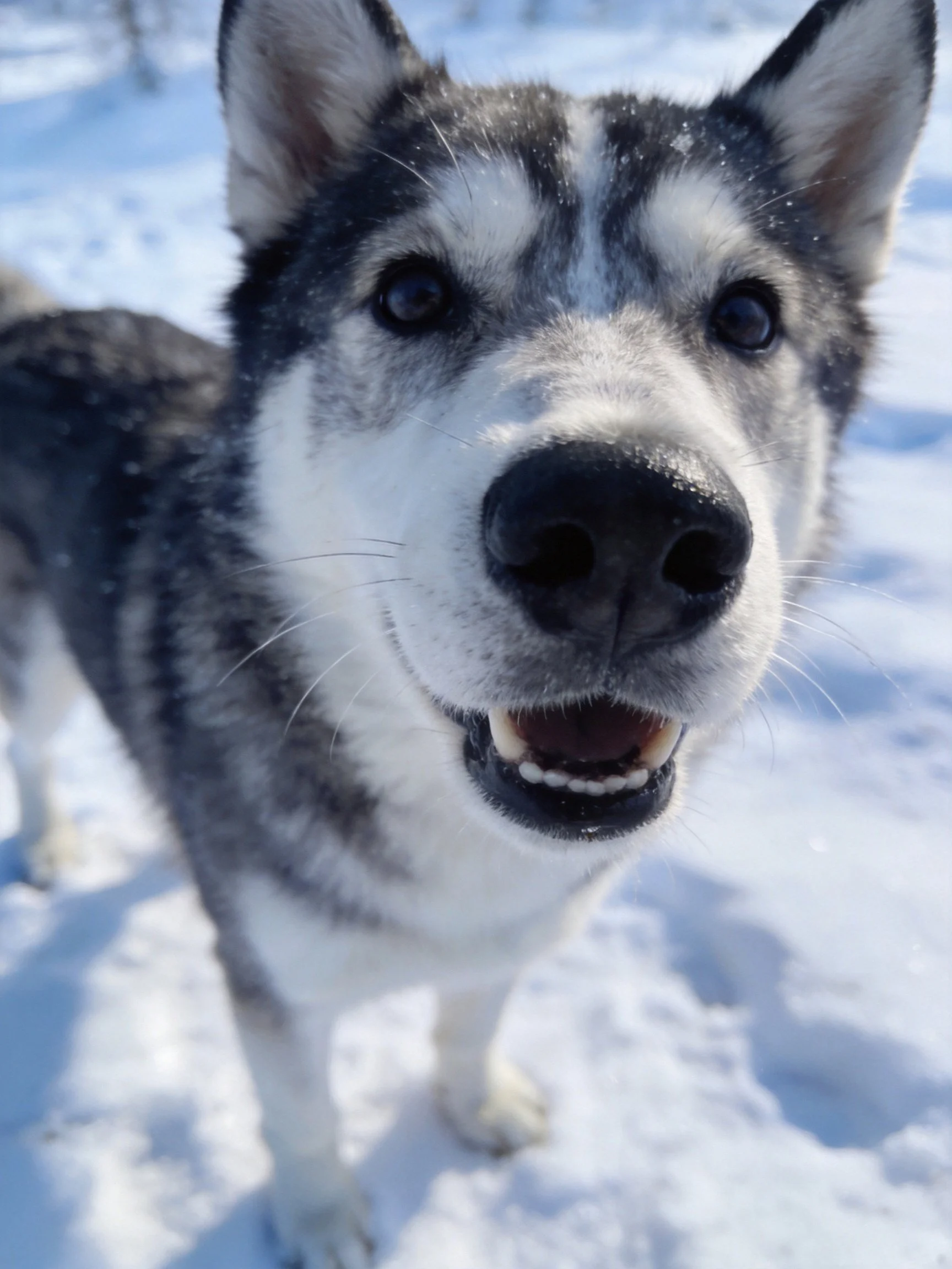A gray and white husky dog looks toward the camera while standing on snow.