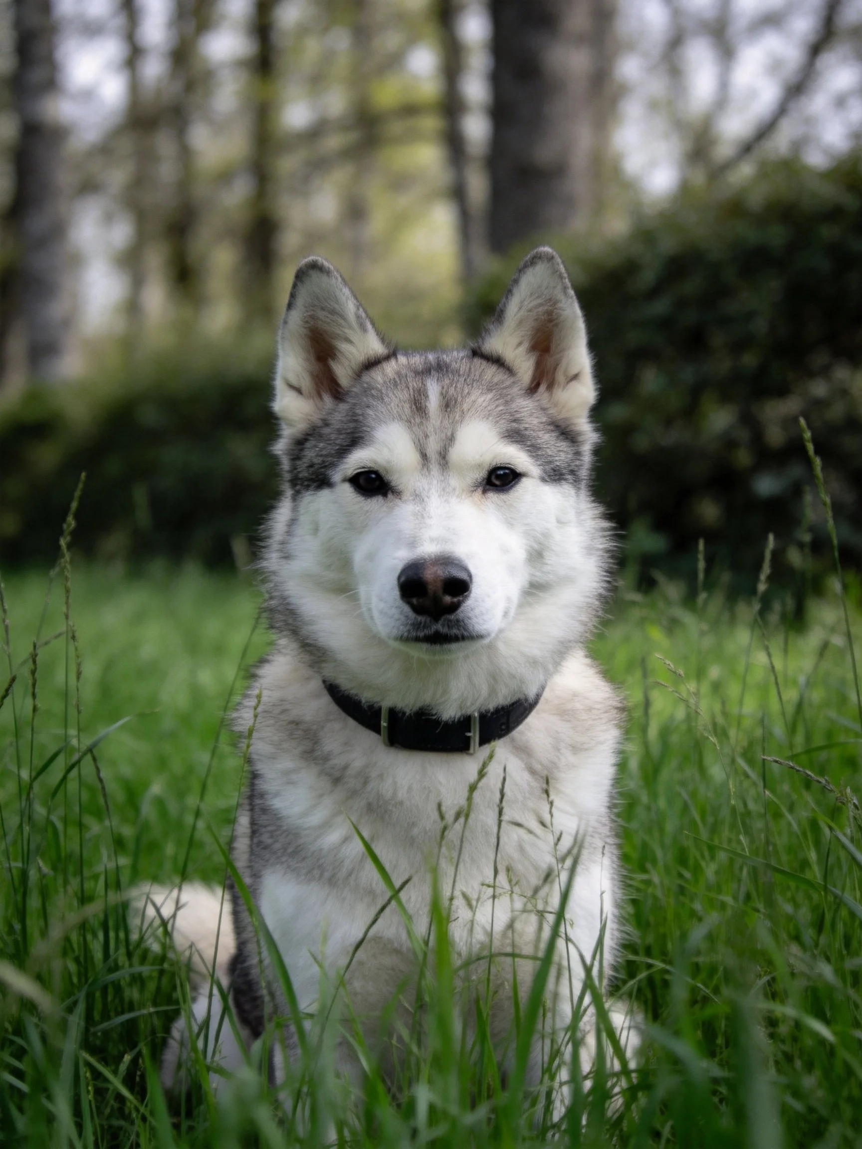 A gray-and-white husky sits calmly among tall green grass with trees in the background.