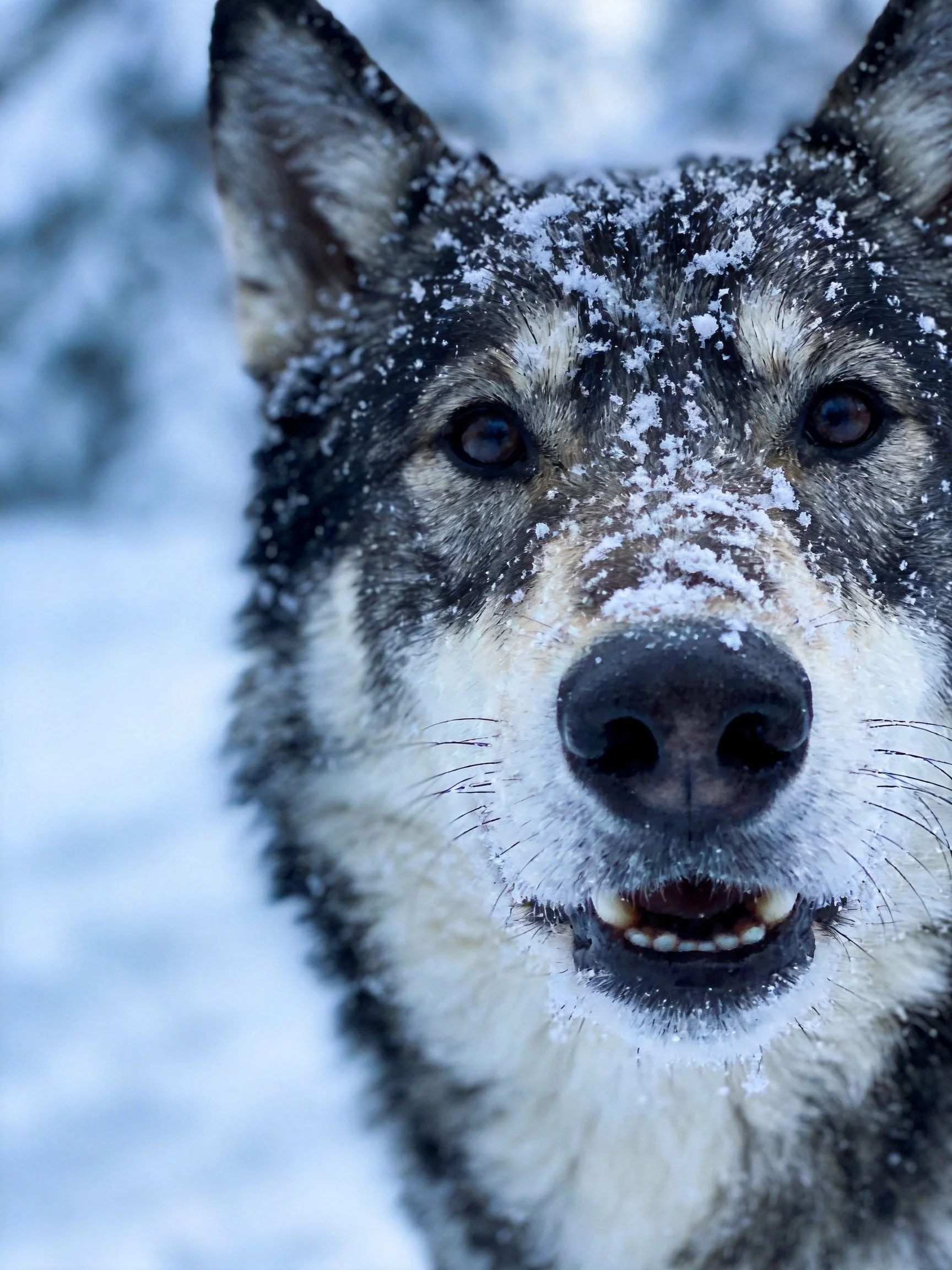 A gray and white wolf covered by snowflakes on its head